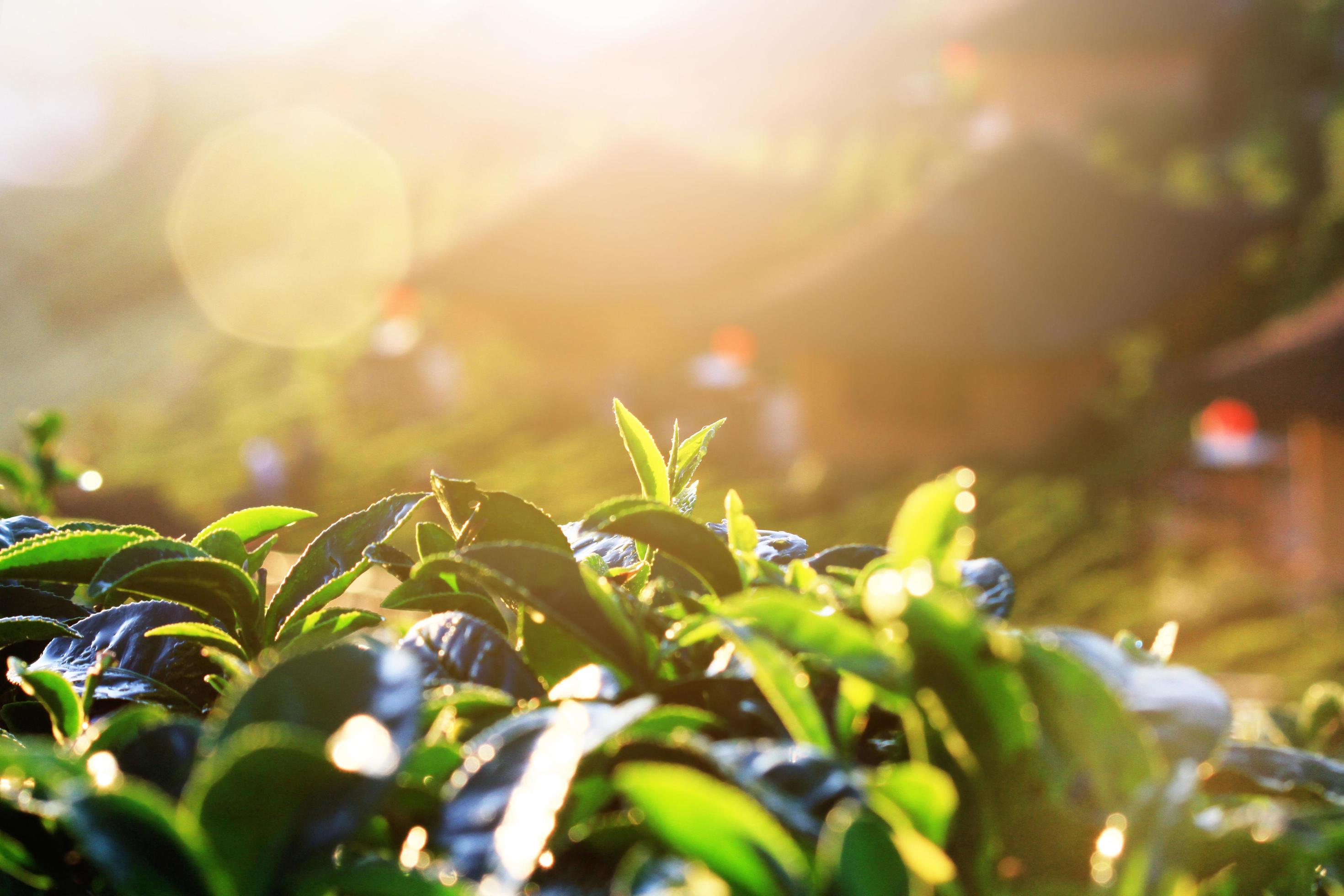 Beautiful sunrise shining on Tea leaves in tea plantations on the mountain in Thailand Stock Free