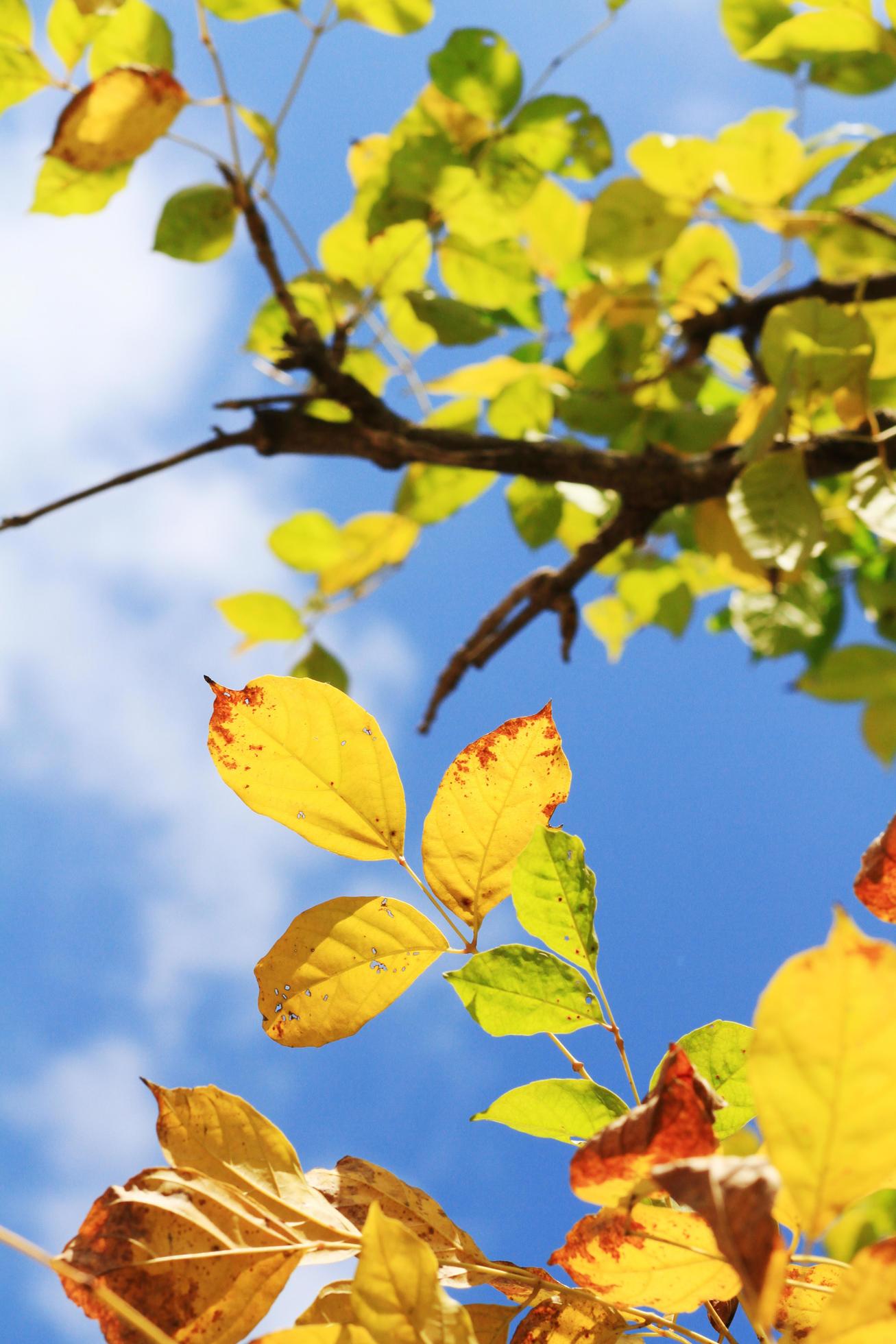 Beautiful bright green leaves branch with blue sky and sunlight in summer season Stock Free