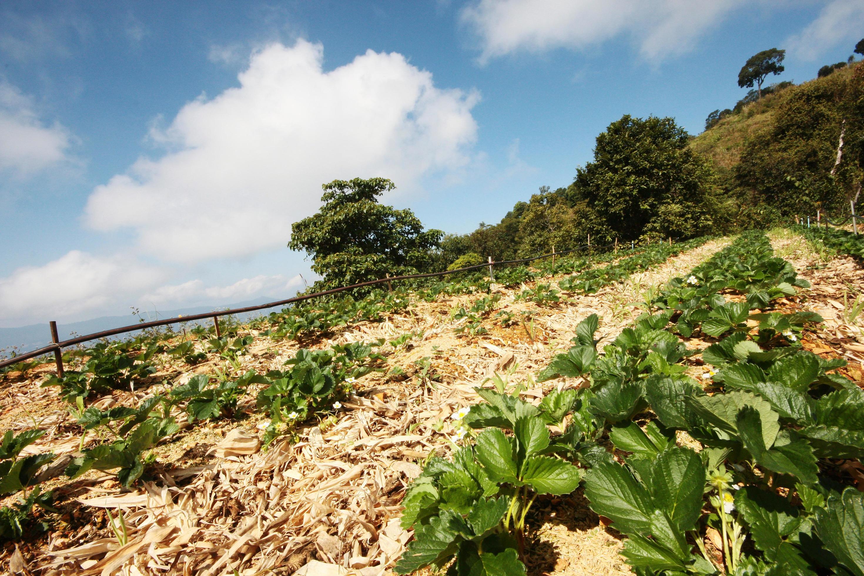 Strawberry Mountain Farm on slope and step with sunrise on hill in Thailand Stock Free