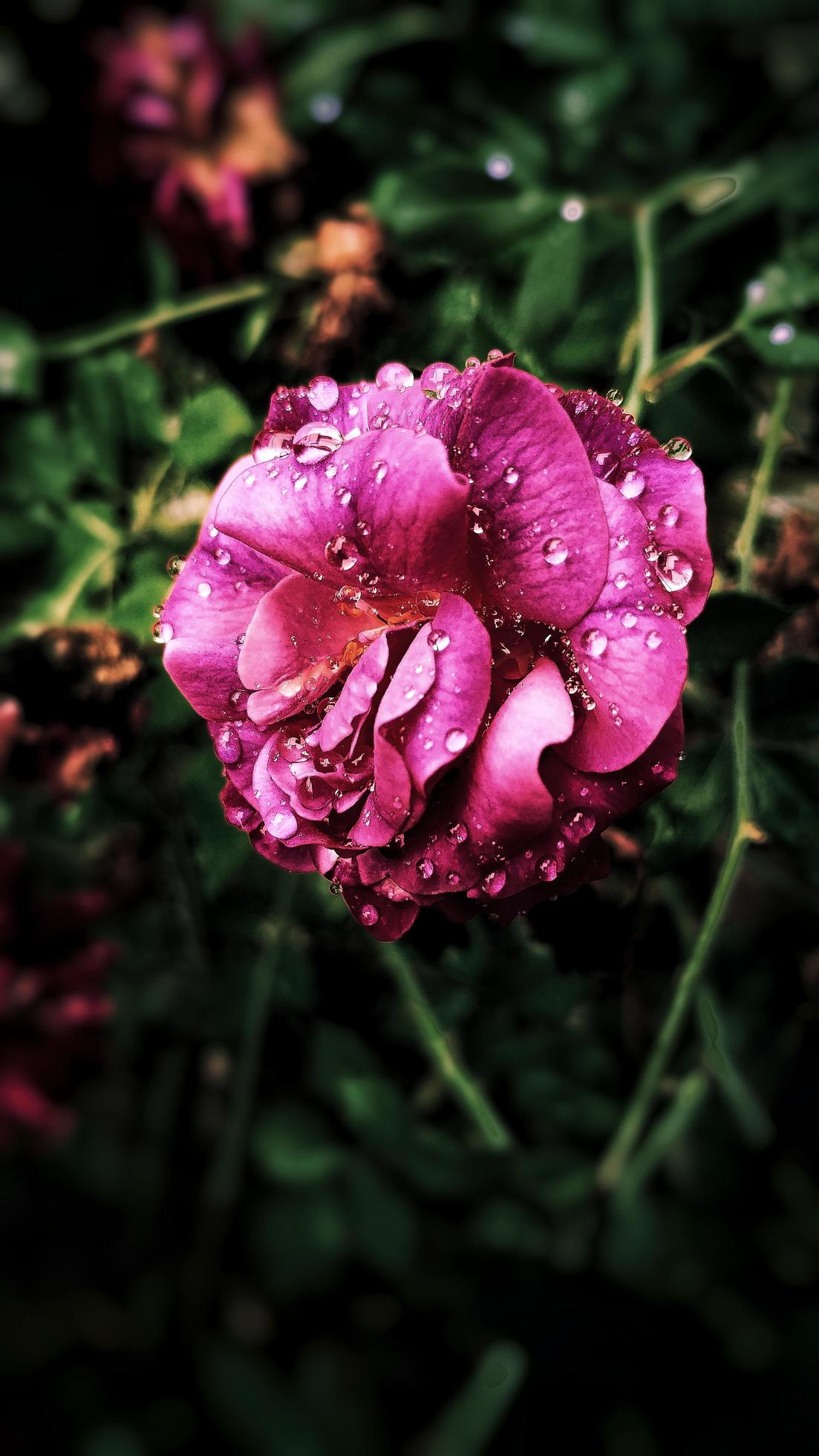 Pink petaled flower in garden Stock Free