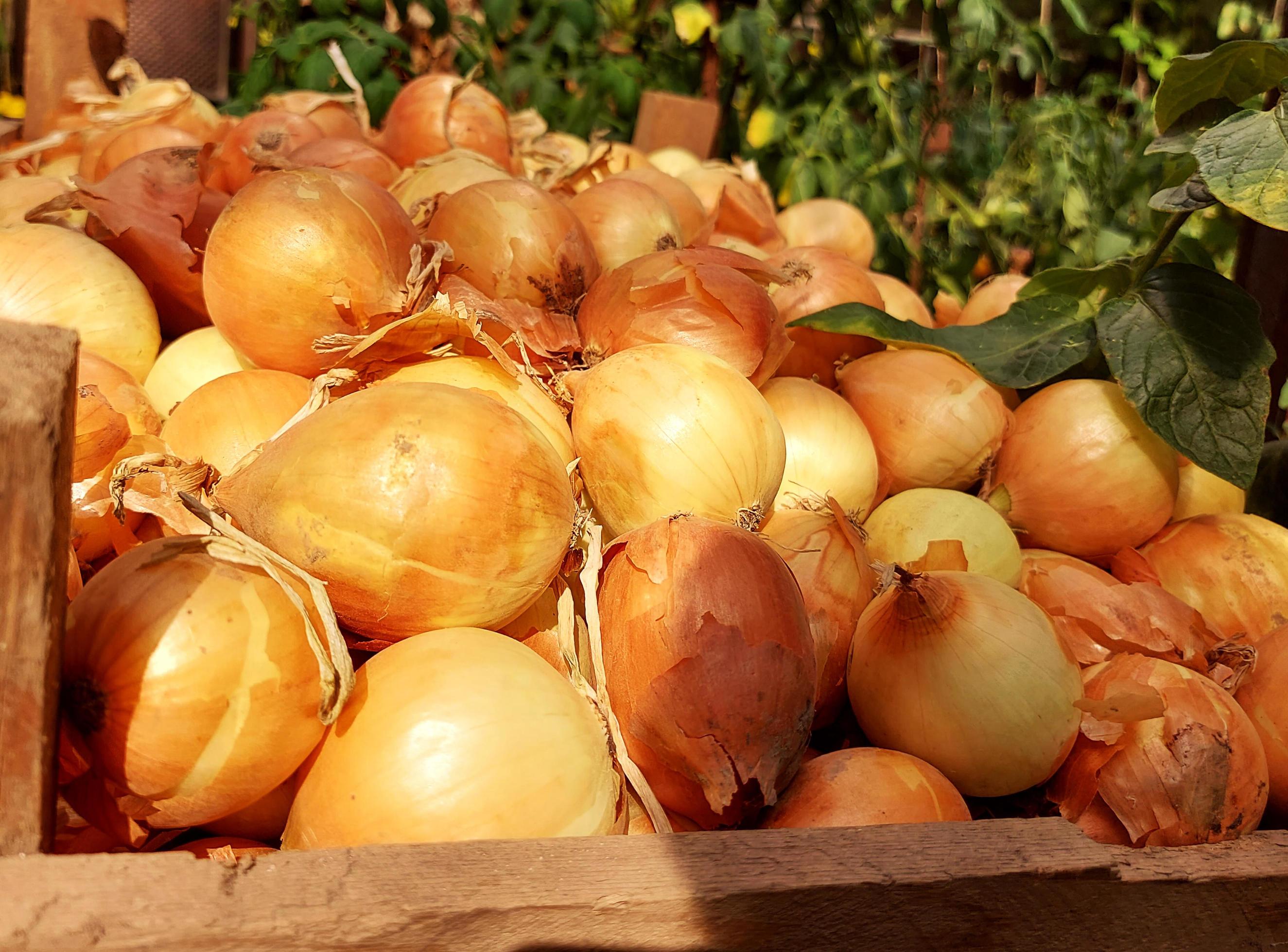 onions are in a box. food pattern. harvested crop. Stock Free