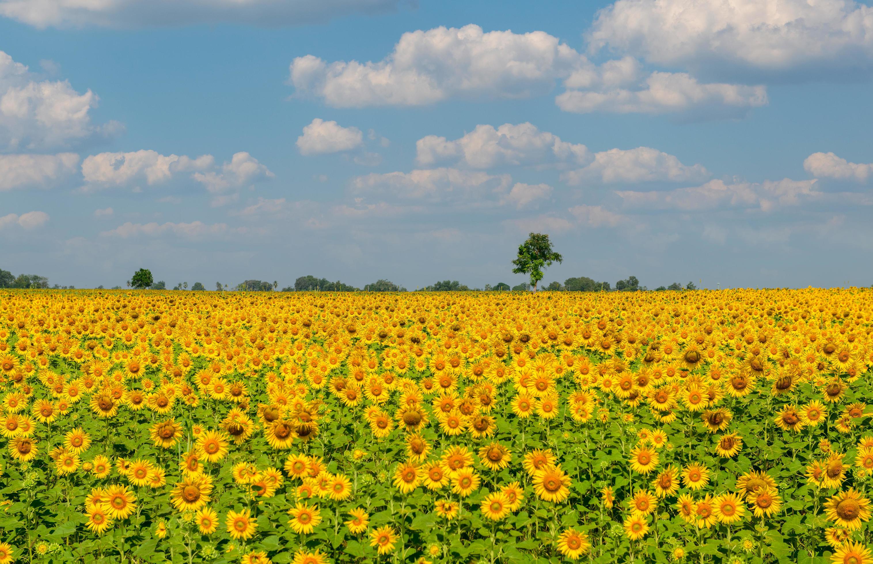 Beautiful sunflower flower blooming in sunflowers field Stock Free