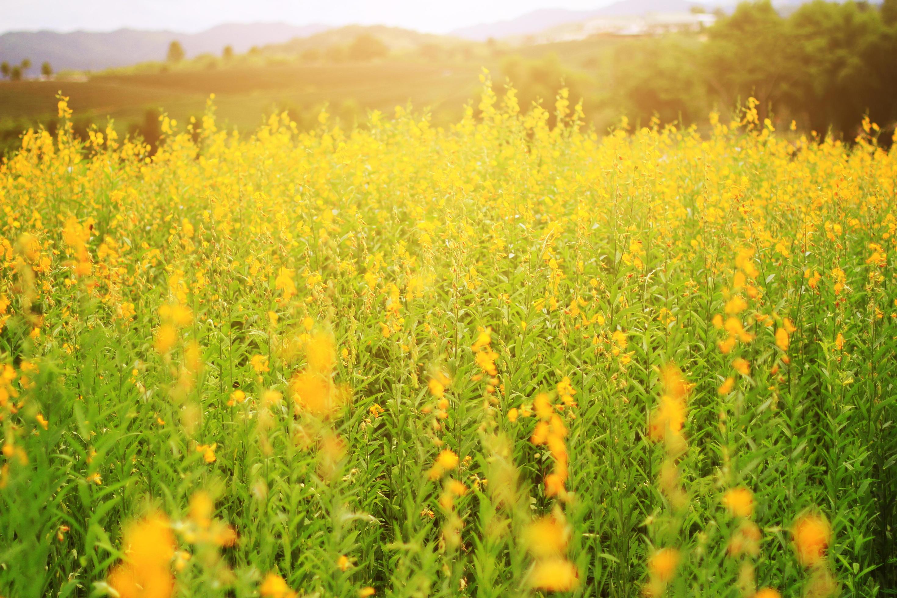 Beautiful yellow Sun hemp flowers or Crotalaria juncea farm in beautiful sunlight on the mountain in Thailand.A type of legume. Stock Free