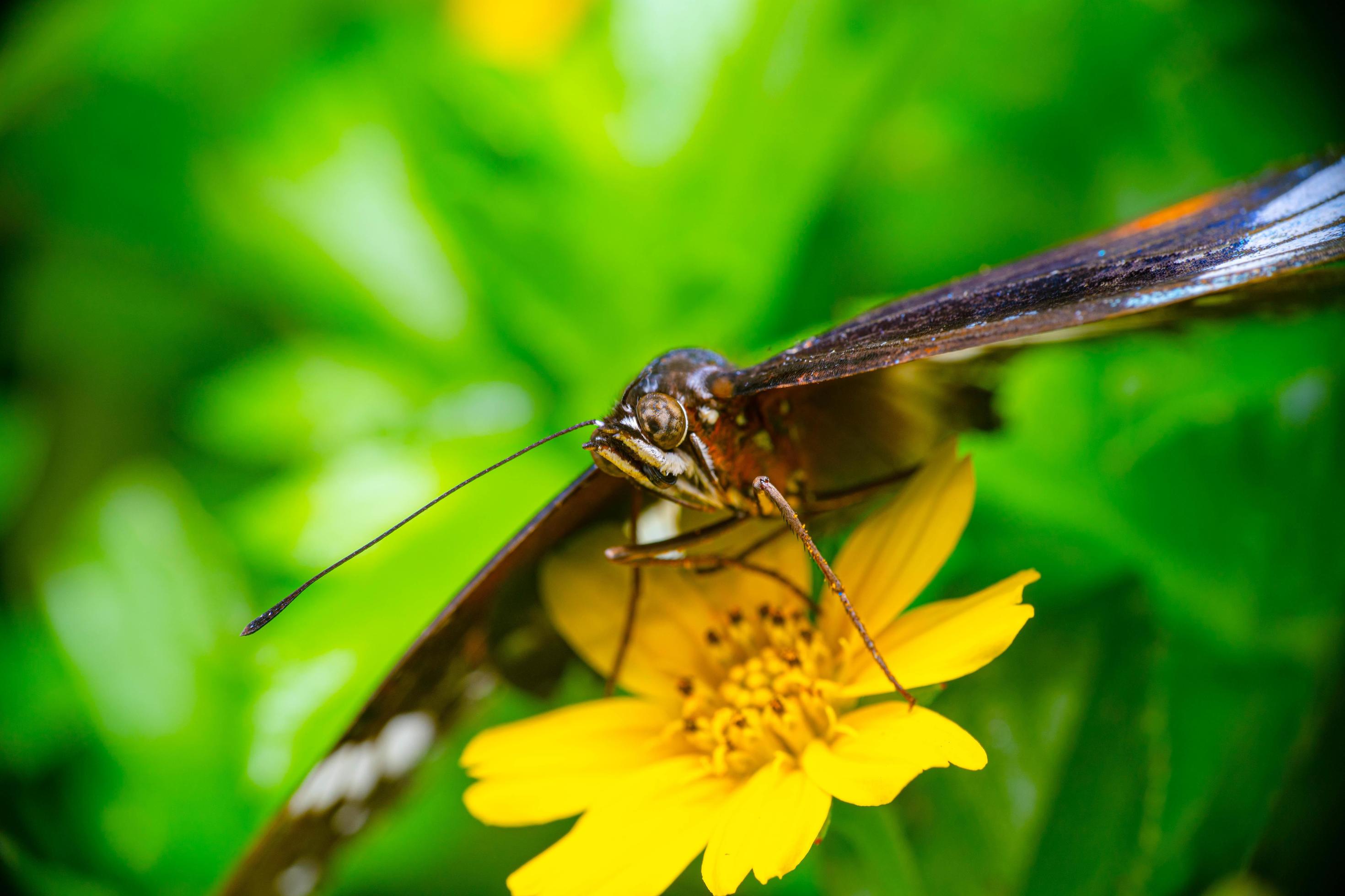 brown butterfly on blossom yellow flower Stock Free