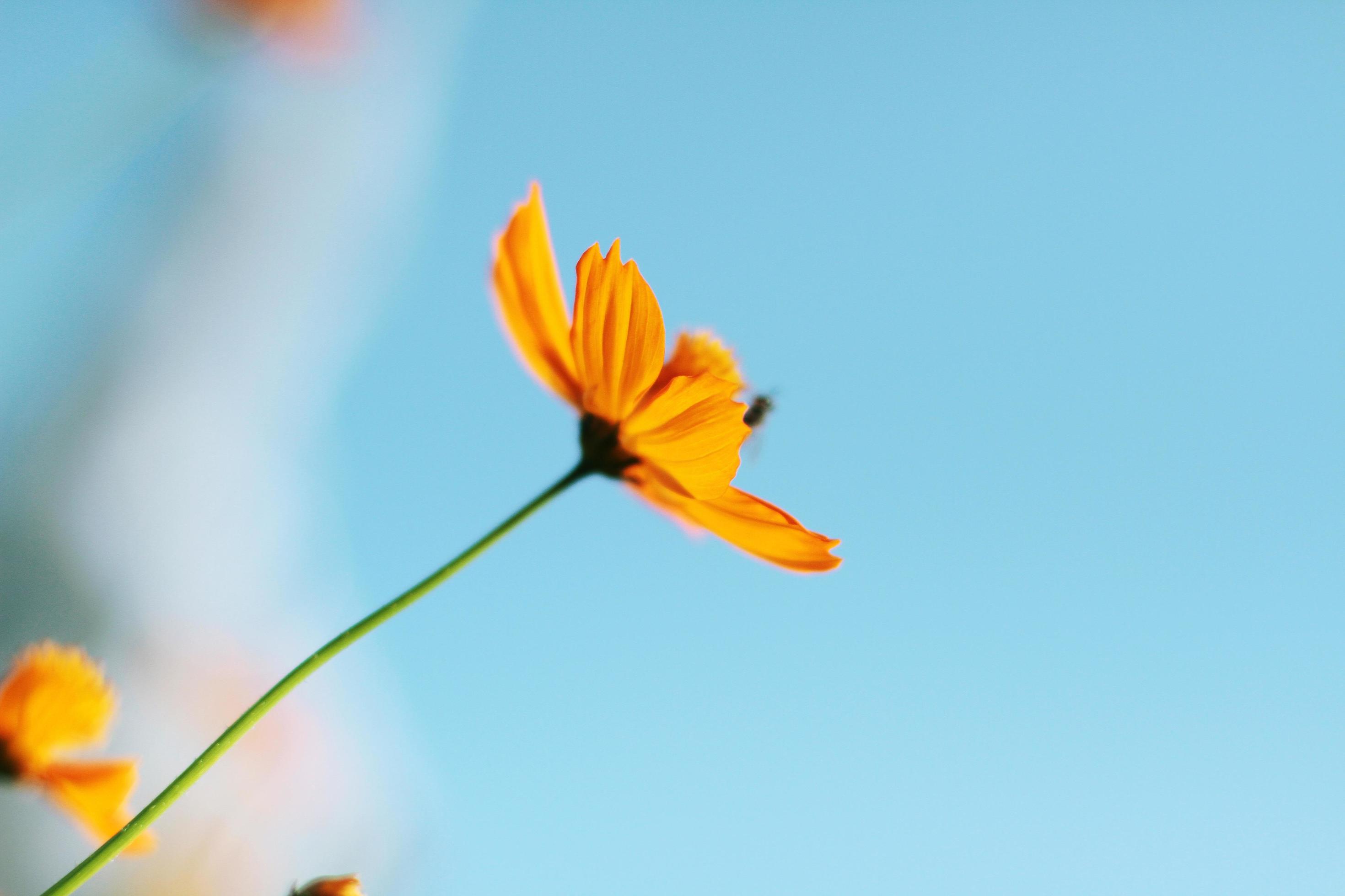 Beautiful yellow cosmos flowers, Yellow flower of Mexican Diasy with bee in sunlight and blu sky at garden Stock Free