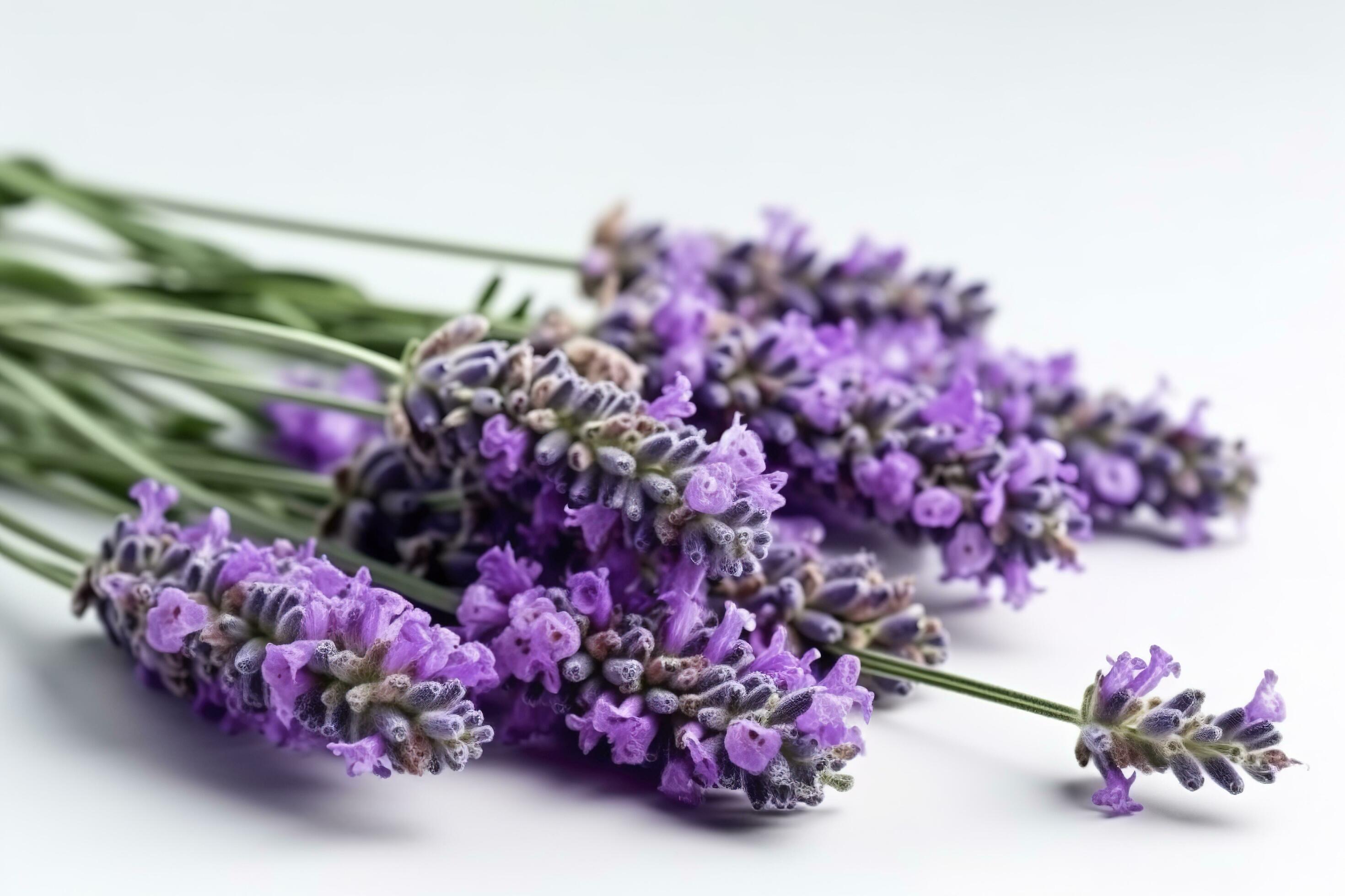 Beautiful lavender flowers on white background, generate ai Stock Free