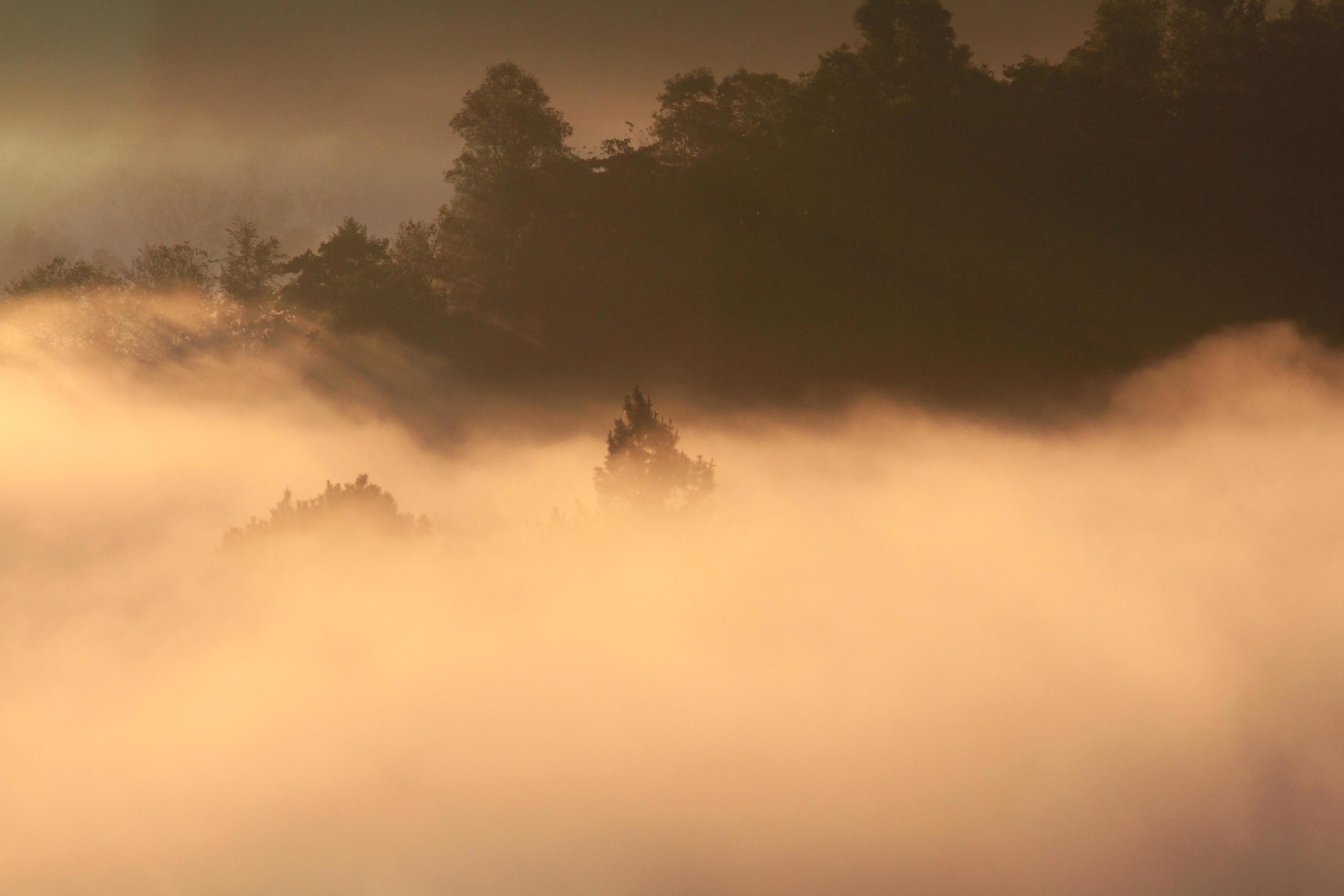 Golden light in Forested and mountain with sunrise in morning mist.Fog cover the jungle hill in Thailand Stock Free