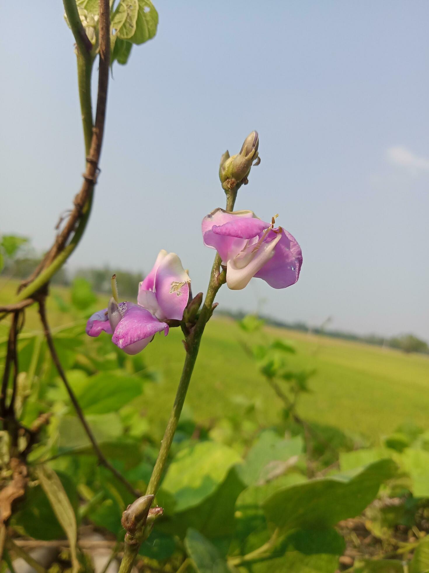 Hyacinth bean, beauty flower, beauty nature Stock Free