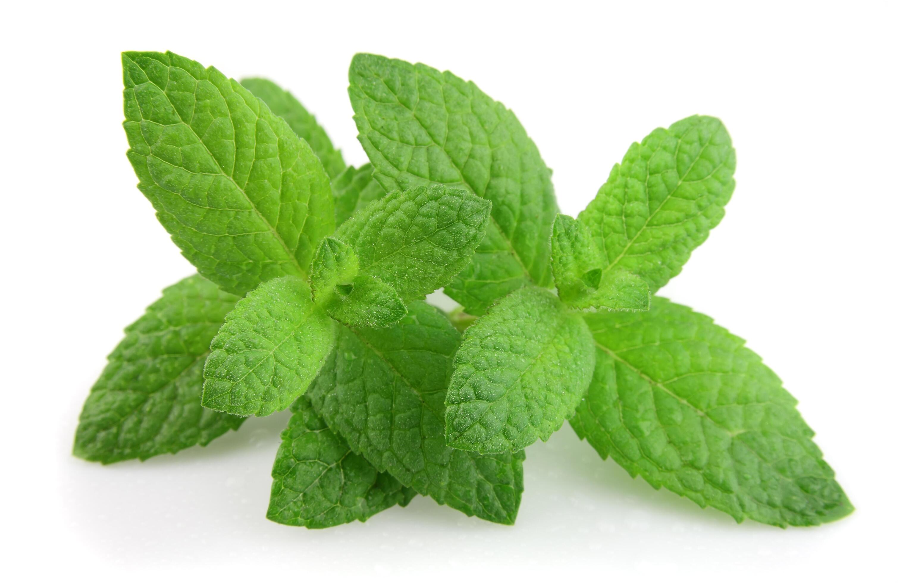 Fresh mint on white backgrounds Stock Free