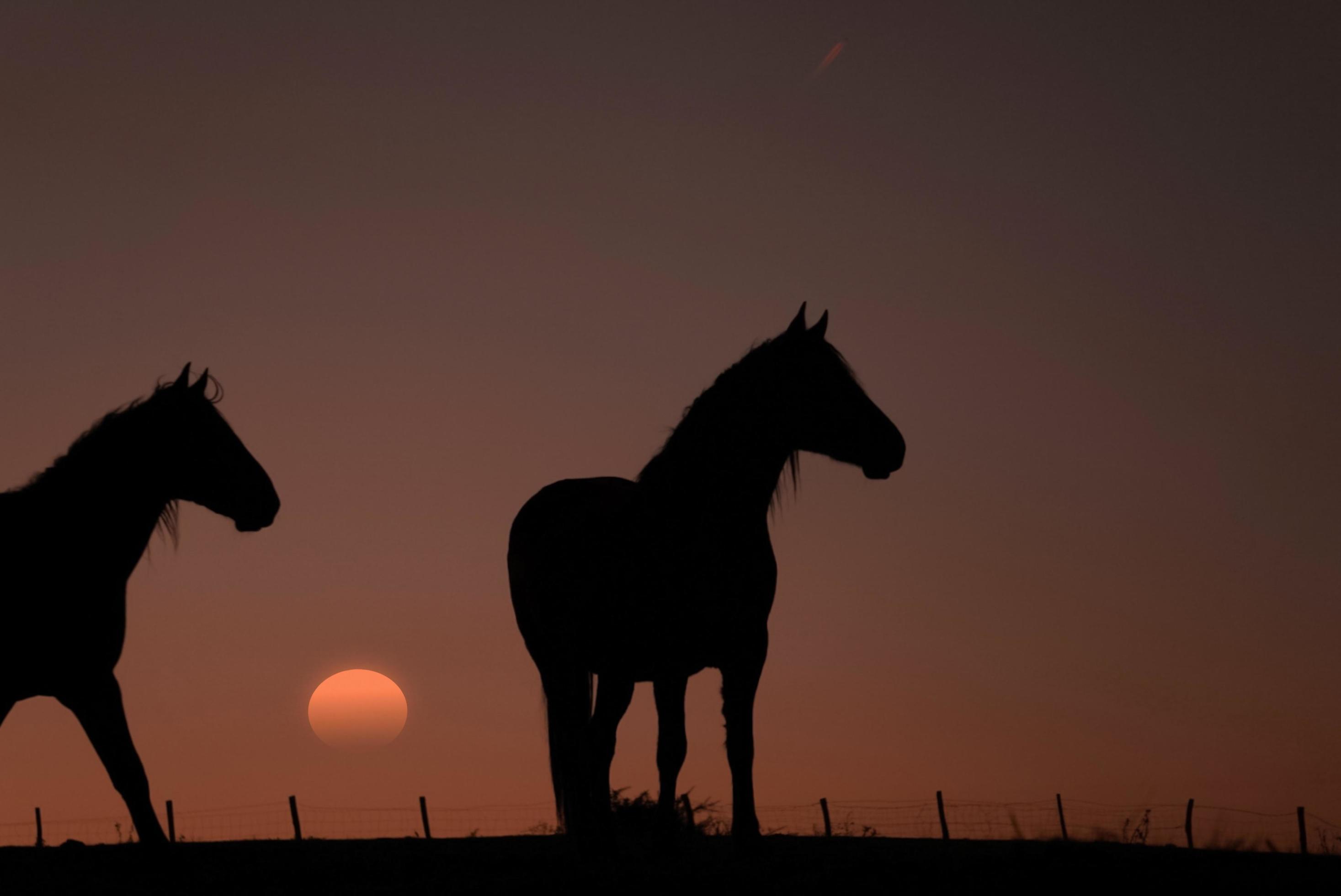 horse silhouette in the meadow with a beautiful sunset Stock Free