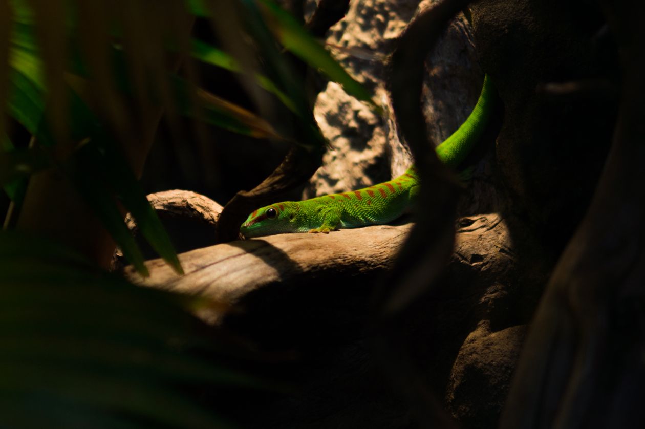 Beautiful green lizard Stock Free