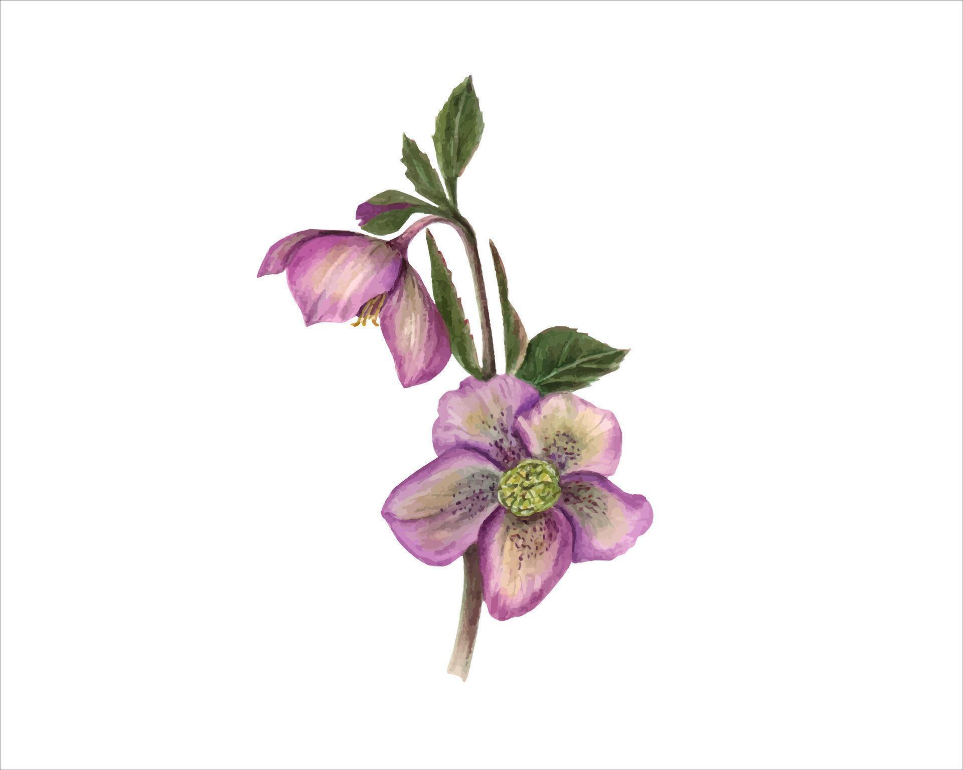 Pink hellebore branch. Helleborus flowers. Spring winter flower. Watercolor illustration for design of invitation, greeting. Stock Free