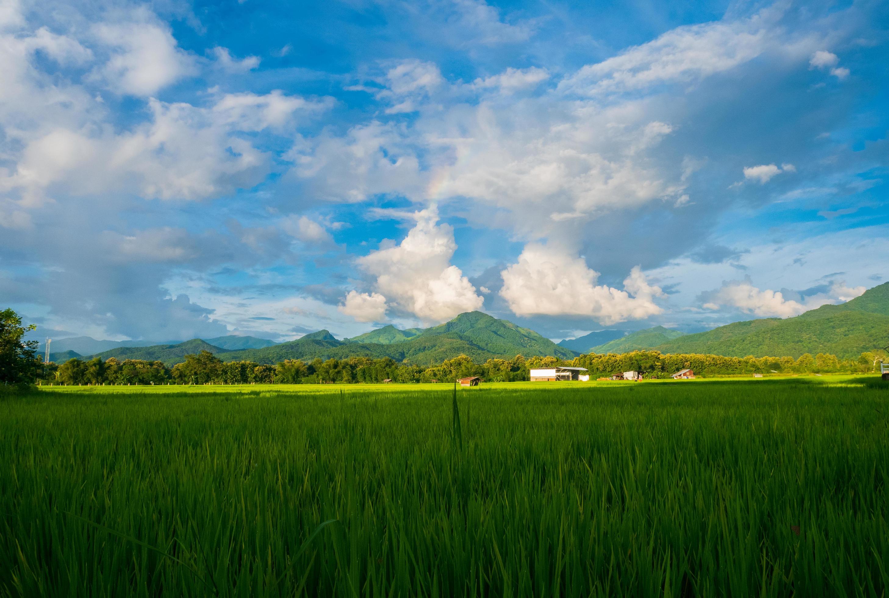 Green fields in the rainy season and pink sky beautiful natural Stock Free