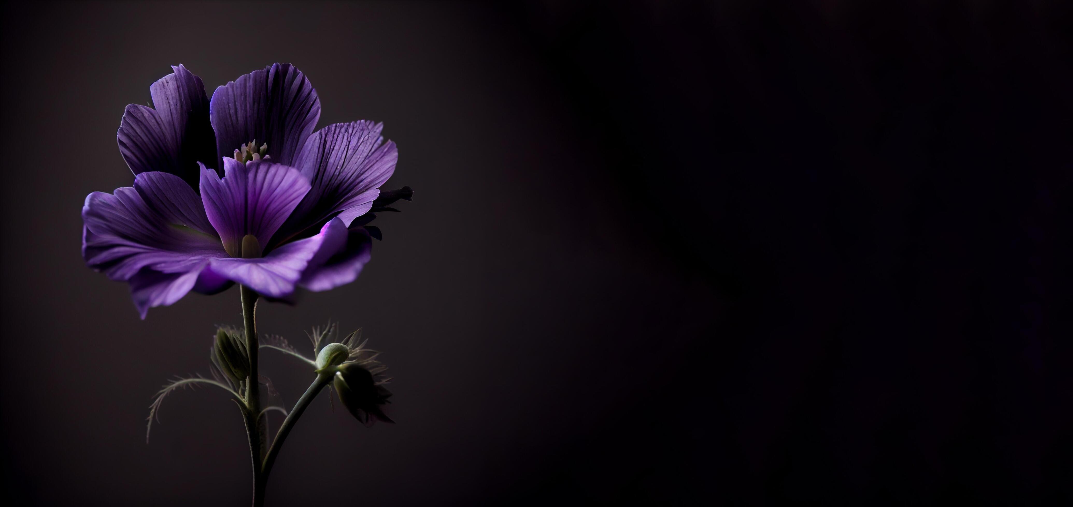 dark cosmos flower black background Stock Free