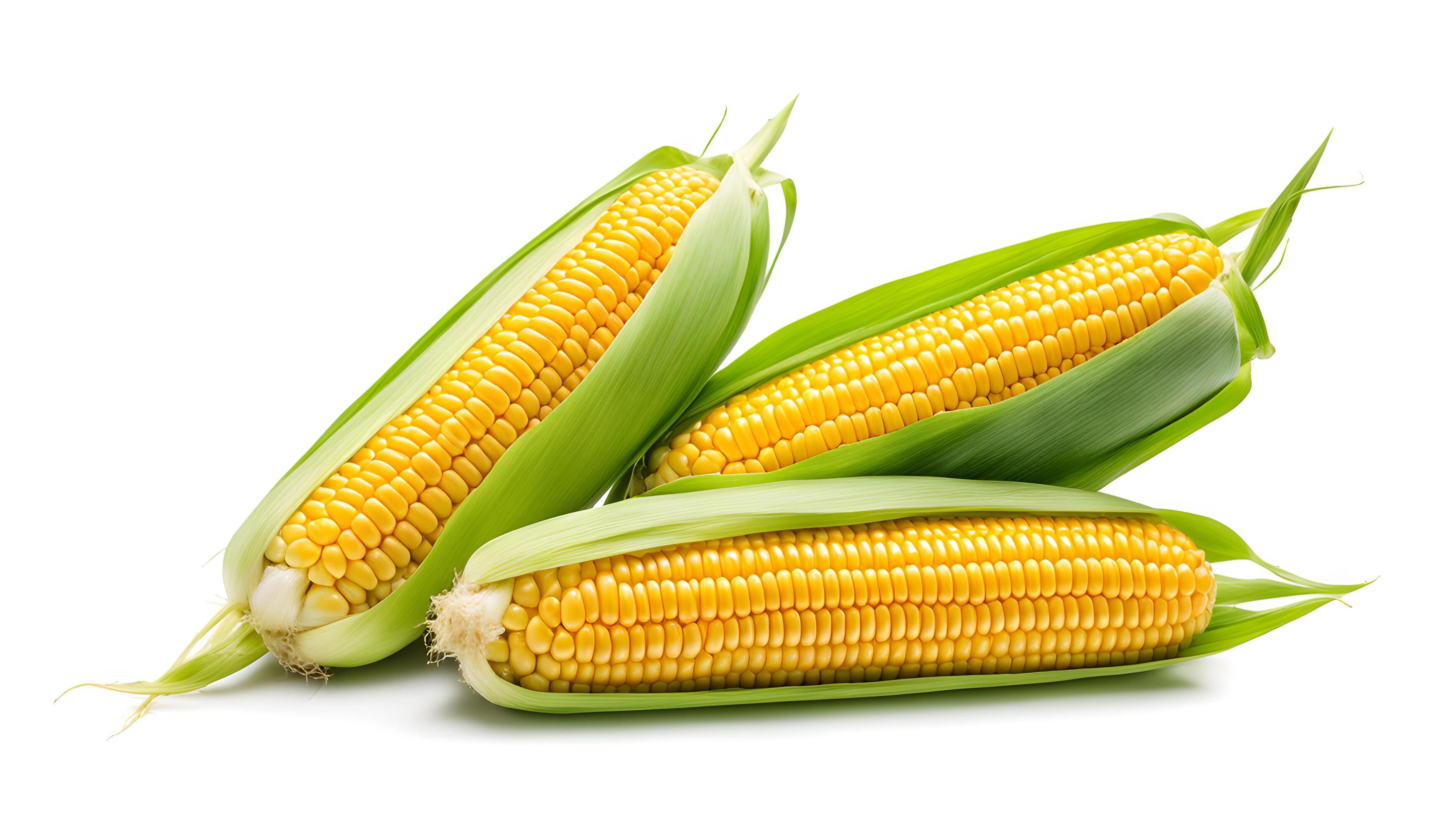 Set of sweet corn isolated on white background. Fresh maize collection, clipping path Stock Free