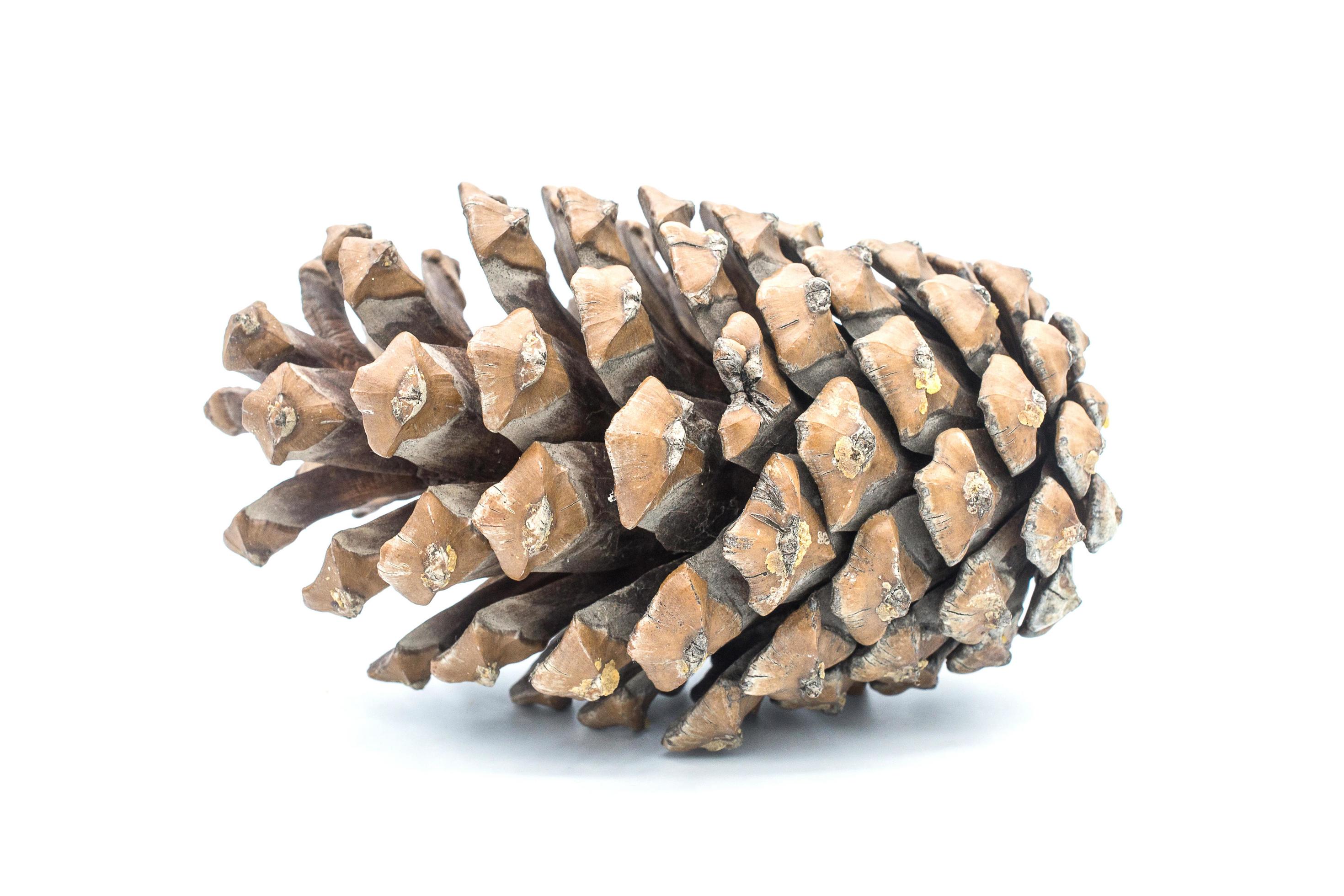 Cedar pine cone isolated on white background. Cedar trees are a kind of pine tree. The leading cause is the family. Stock Free