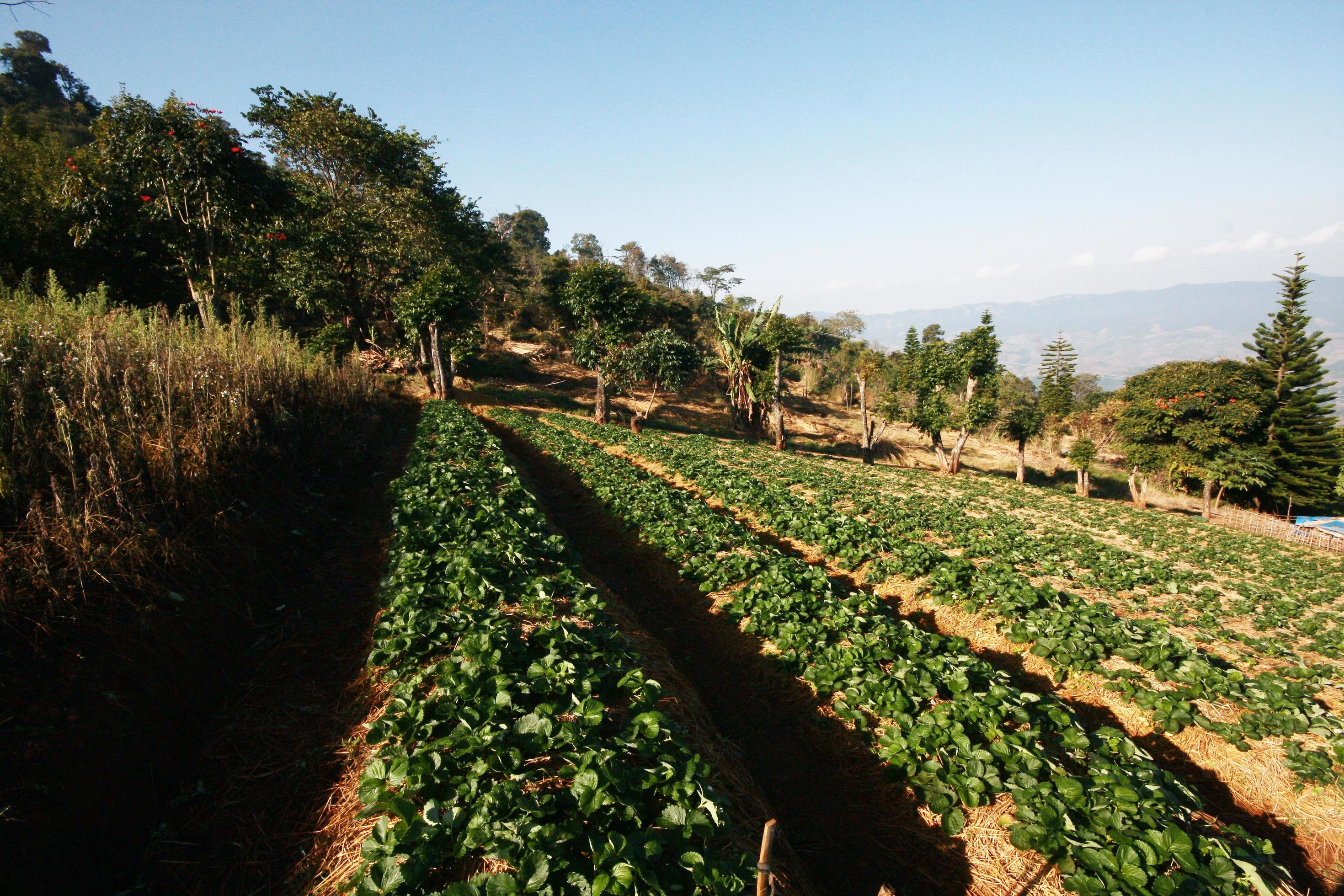 Strawberry Mountain Farm on slope and step with sunrise on hill in Thailand Stock Free