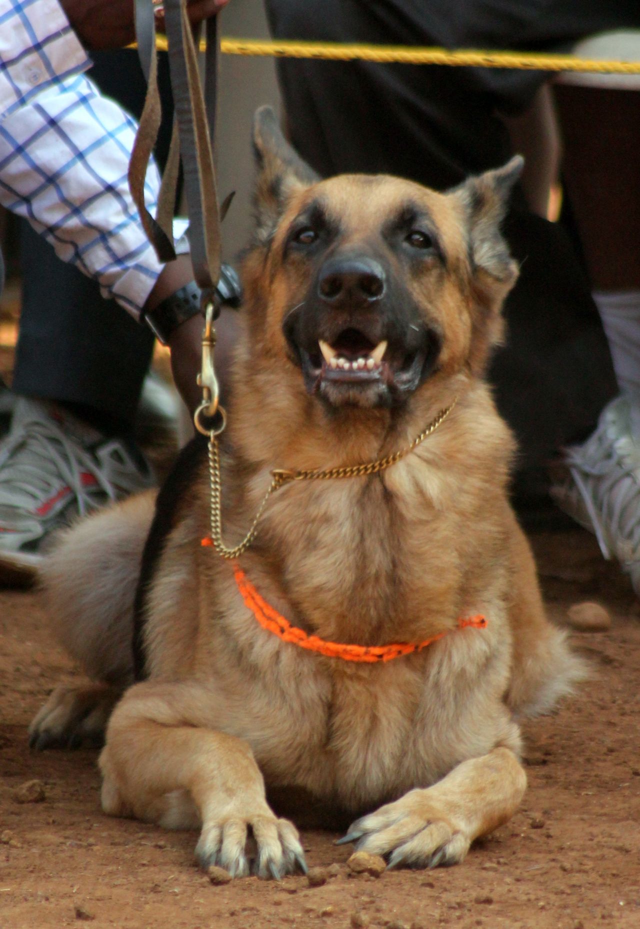 German Shepherd Dog Sitting Stock Free