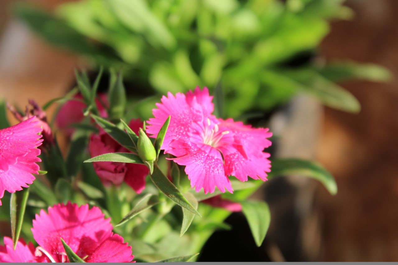 Beautiful Pink Flower Garden Stock Free