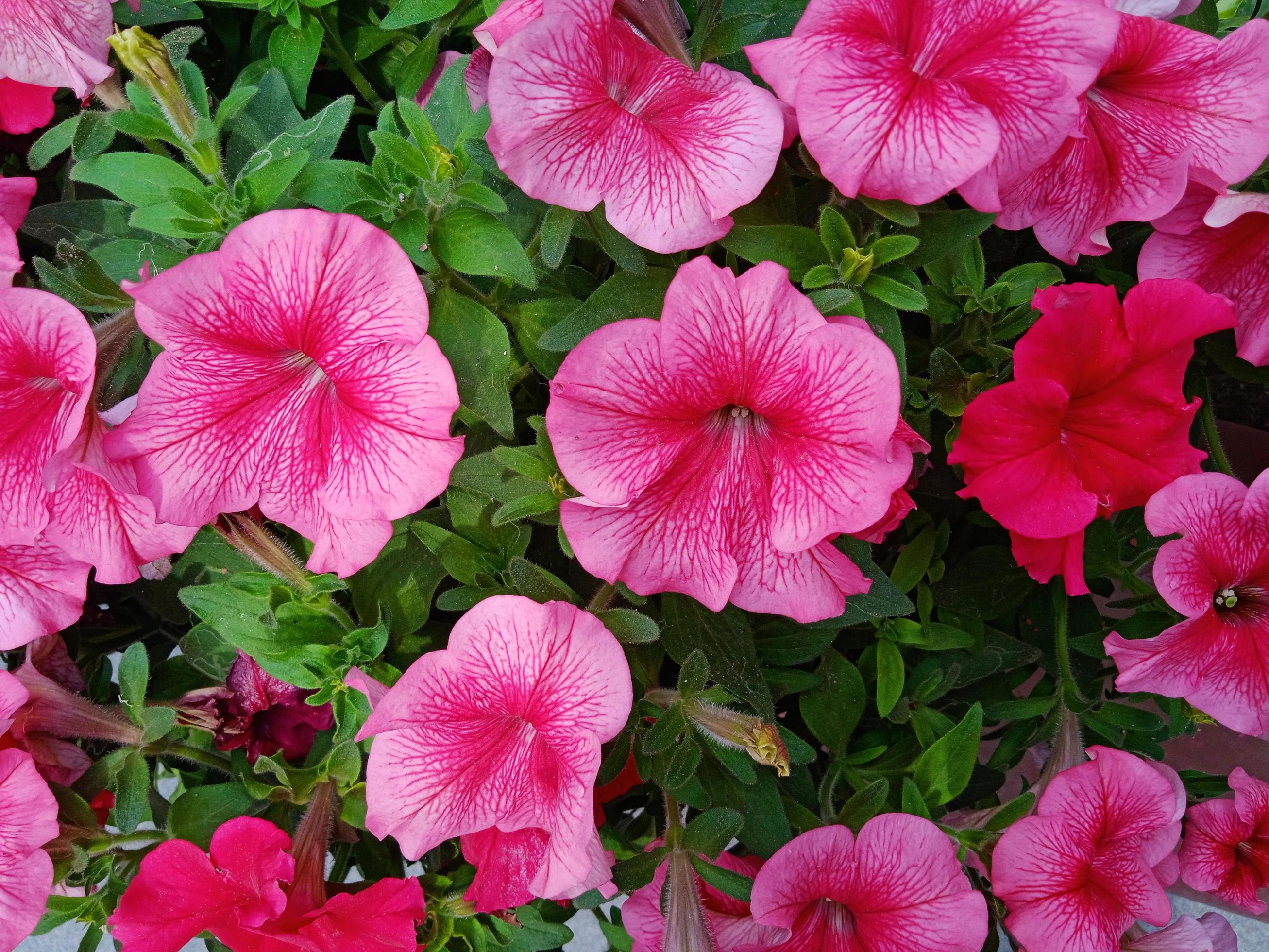 petunia flower photo Stock Free