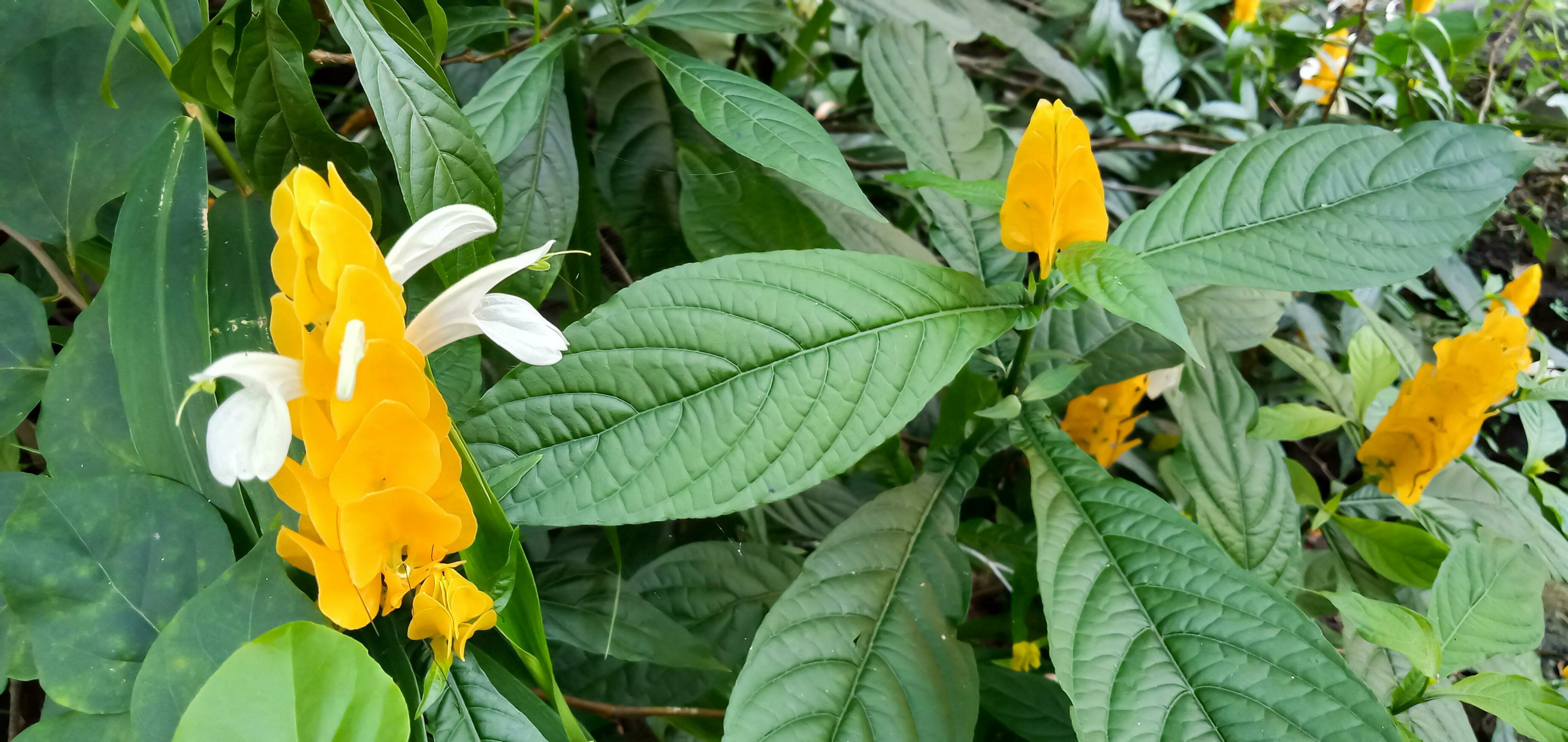 yellow flowers in the garden, tropical flower, pachystachys lutea flower. Stock Free