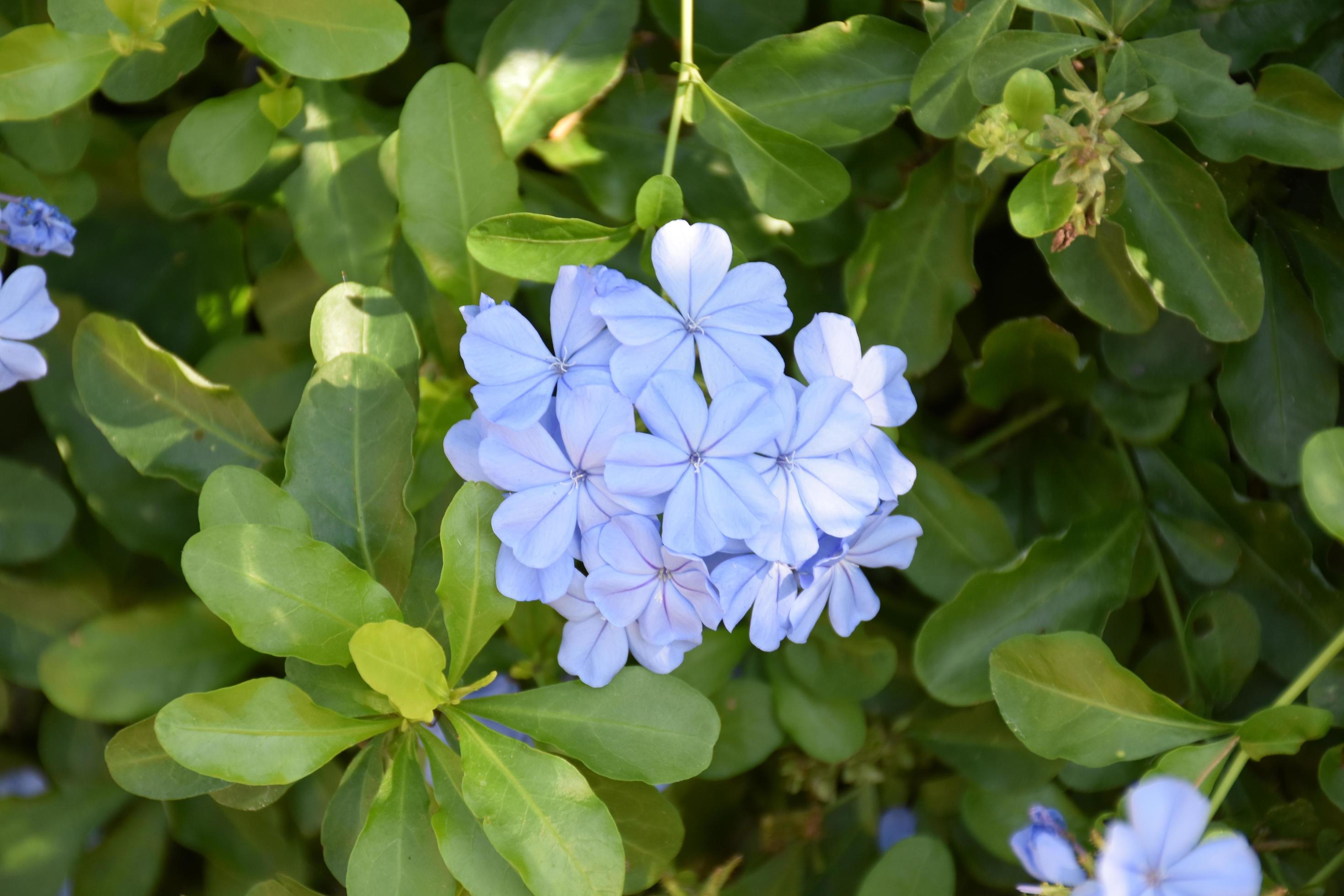 Phlox is a genus of 67 species of perennial and annual plants in the family Polemoniaceae. Stock Free