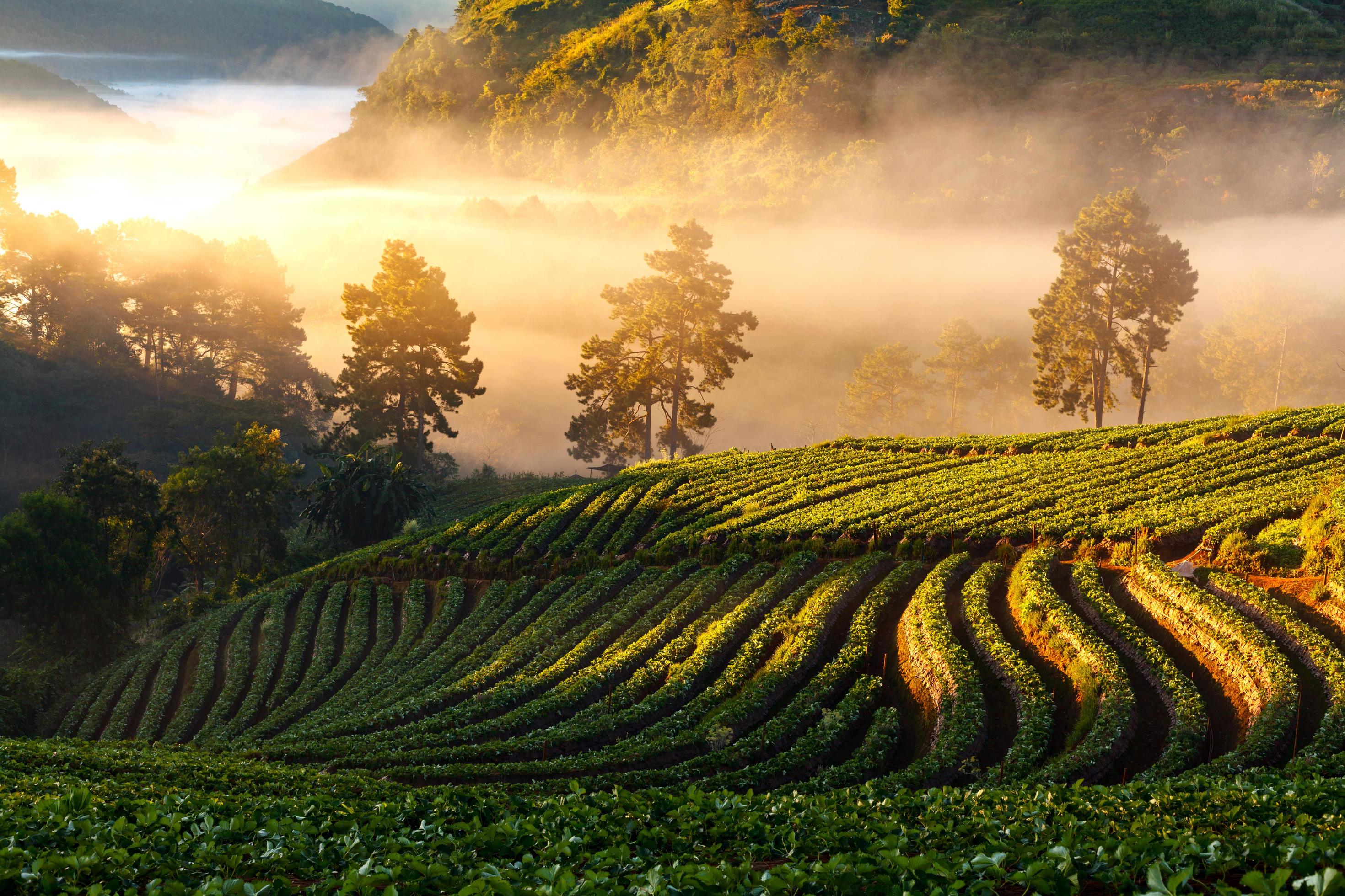 Misty morning sunrise in strawberry garden at Doi Ang khang mountain, chiangmai Stock Free