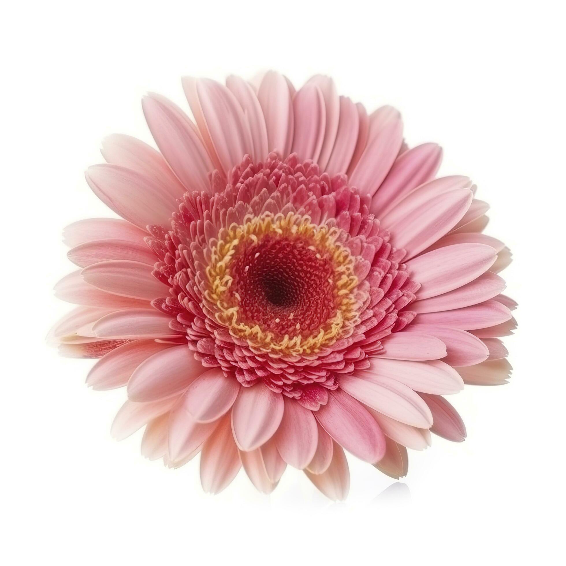 Pink gerbera flower isolated on white background, generate ai Stock Free