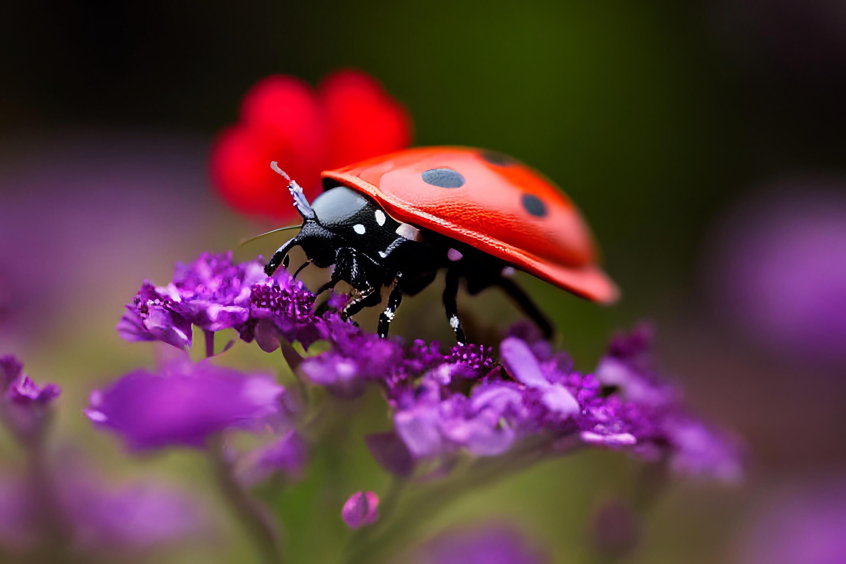 The ladybug on the flower with . Stock Free