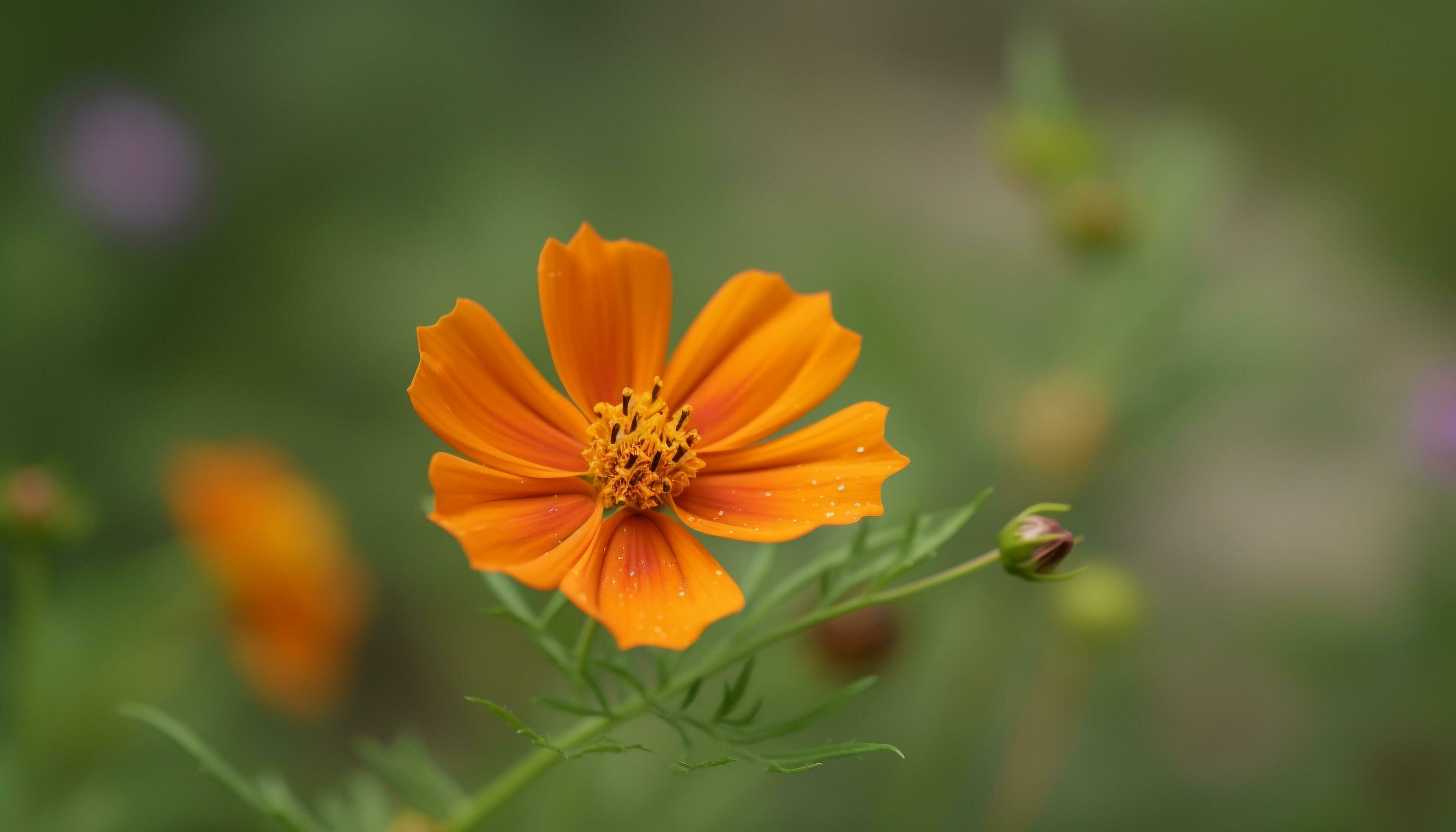 Vibrant cosmos flower in meadow, close up of yellow petal generated by AI Stock Free