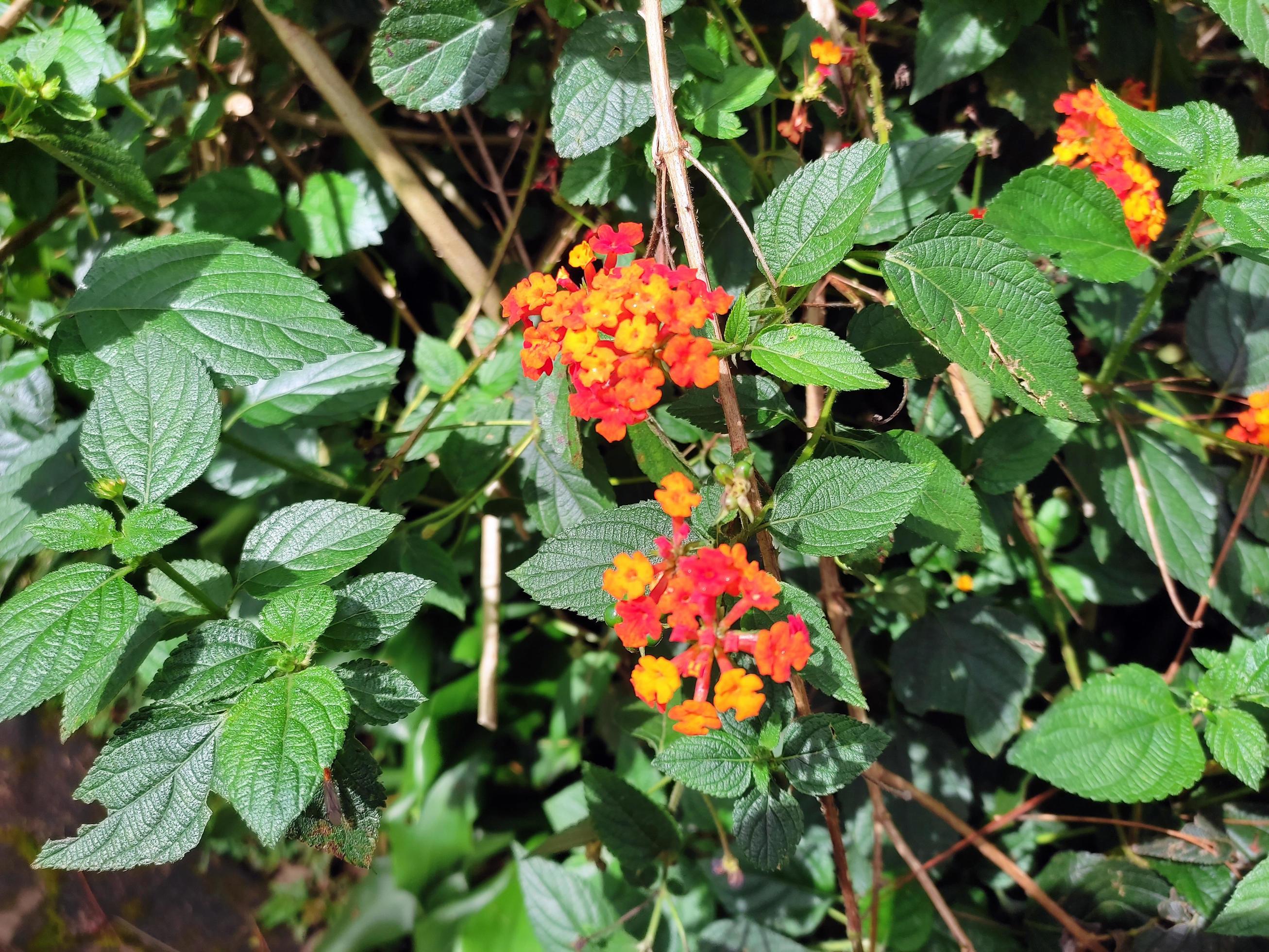 Close up red Lantana Camara Flowers Stock Free