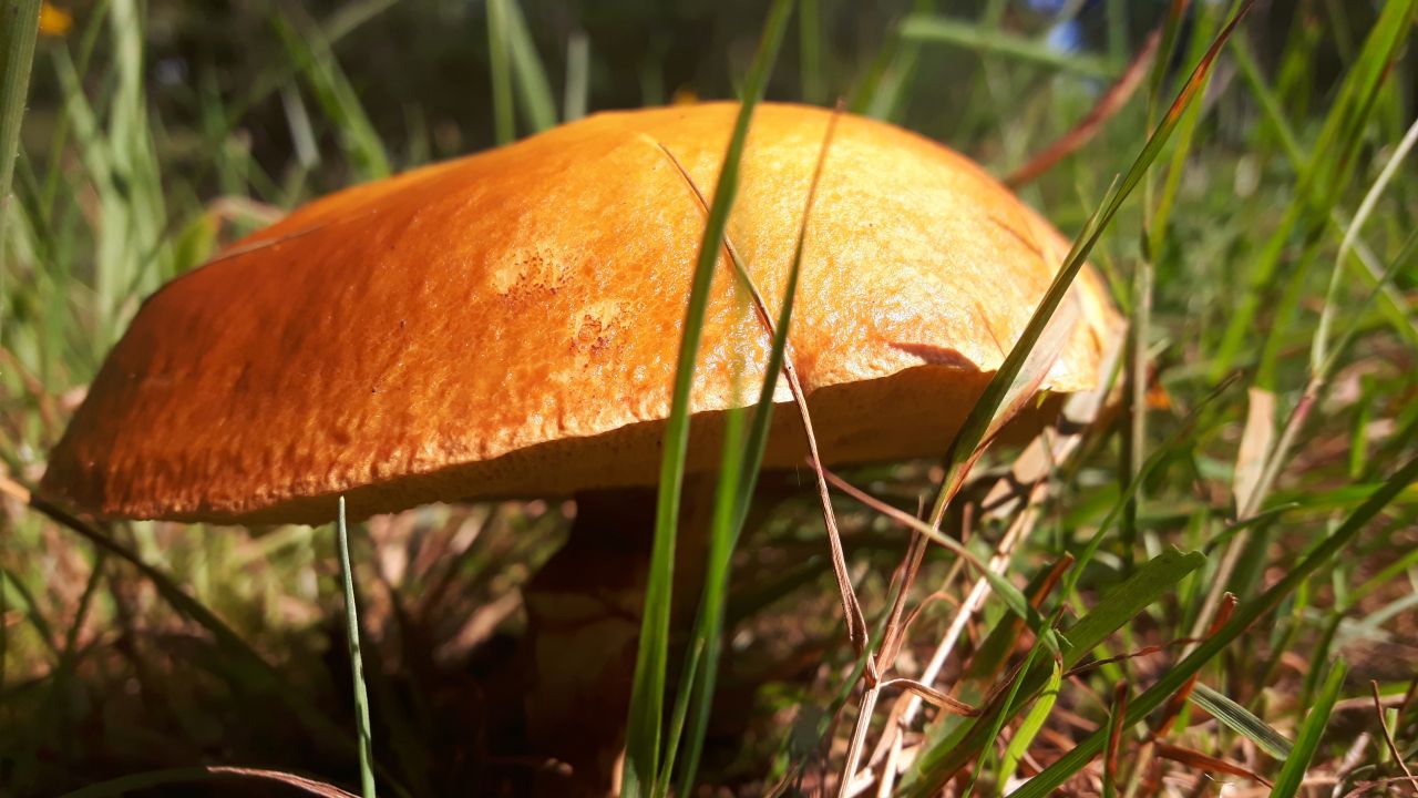 Orange mushroom between green grass Stock Free