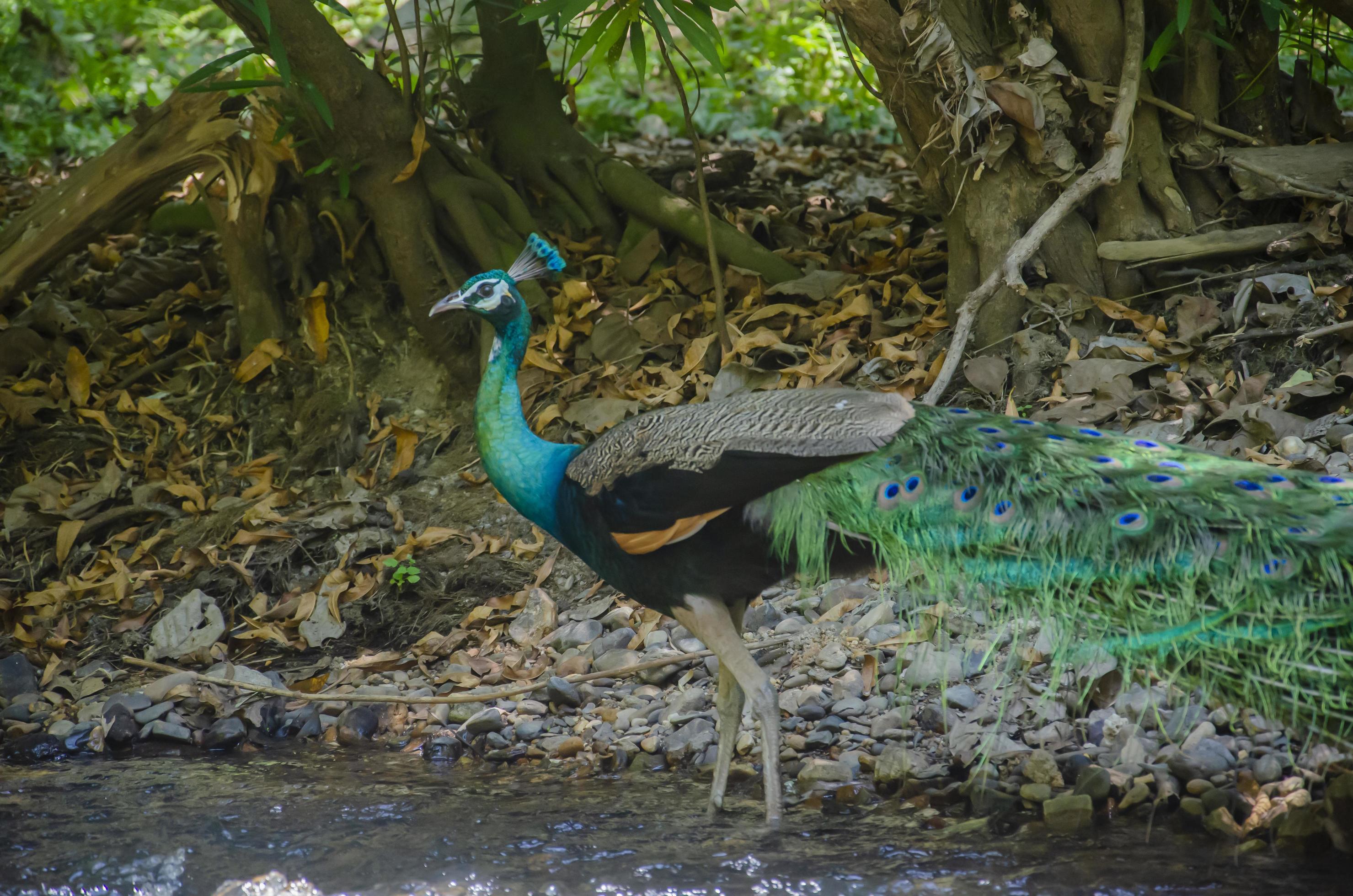 peacock in a natural forest by a stream Stock Free