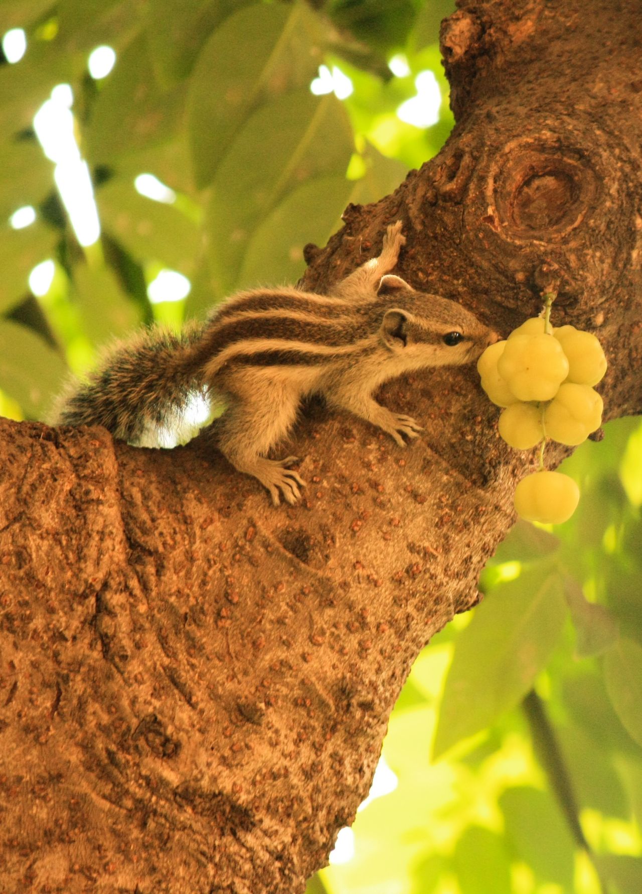 Cute Squirrel Fruit Stock Free