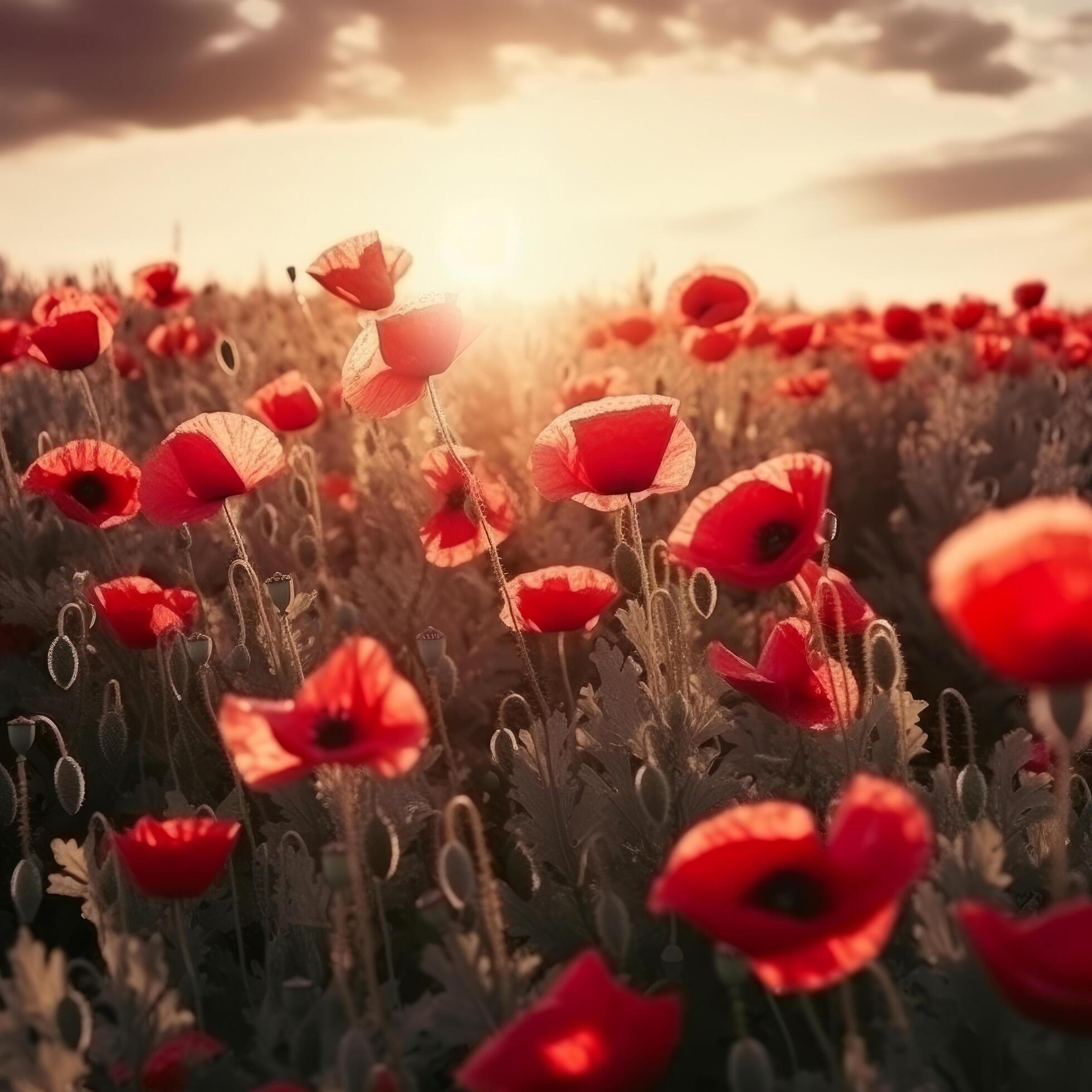 Poppy flower background for Anzac day. Illustration Stock Free