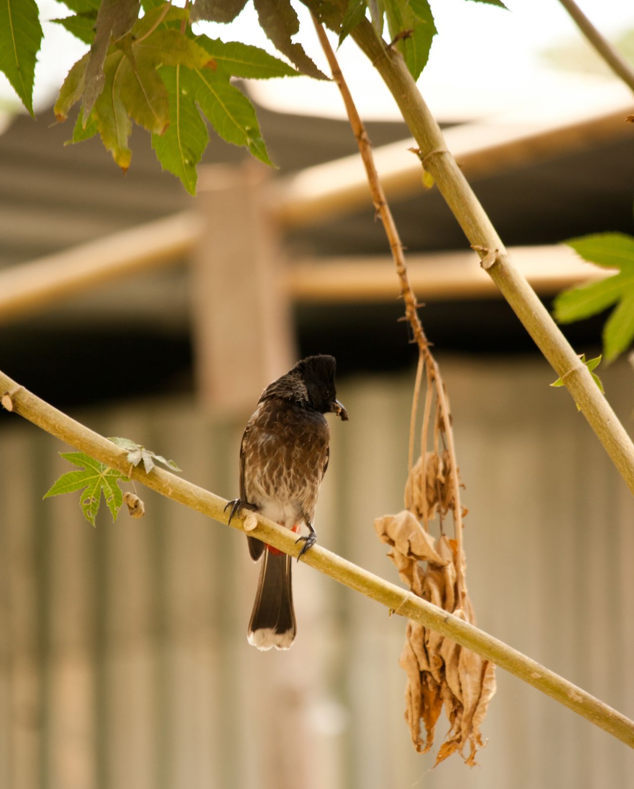 Bulbul Sitting Branch Stock Free