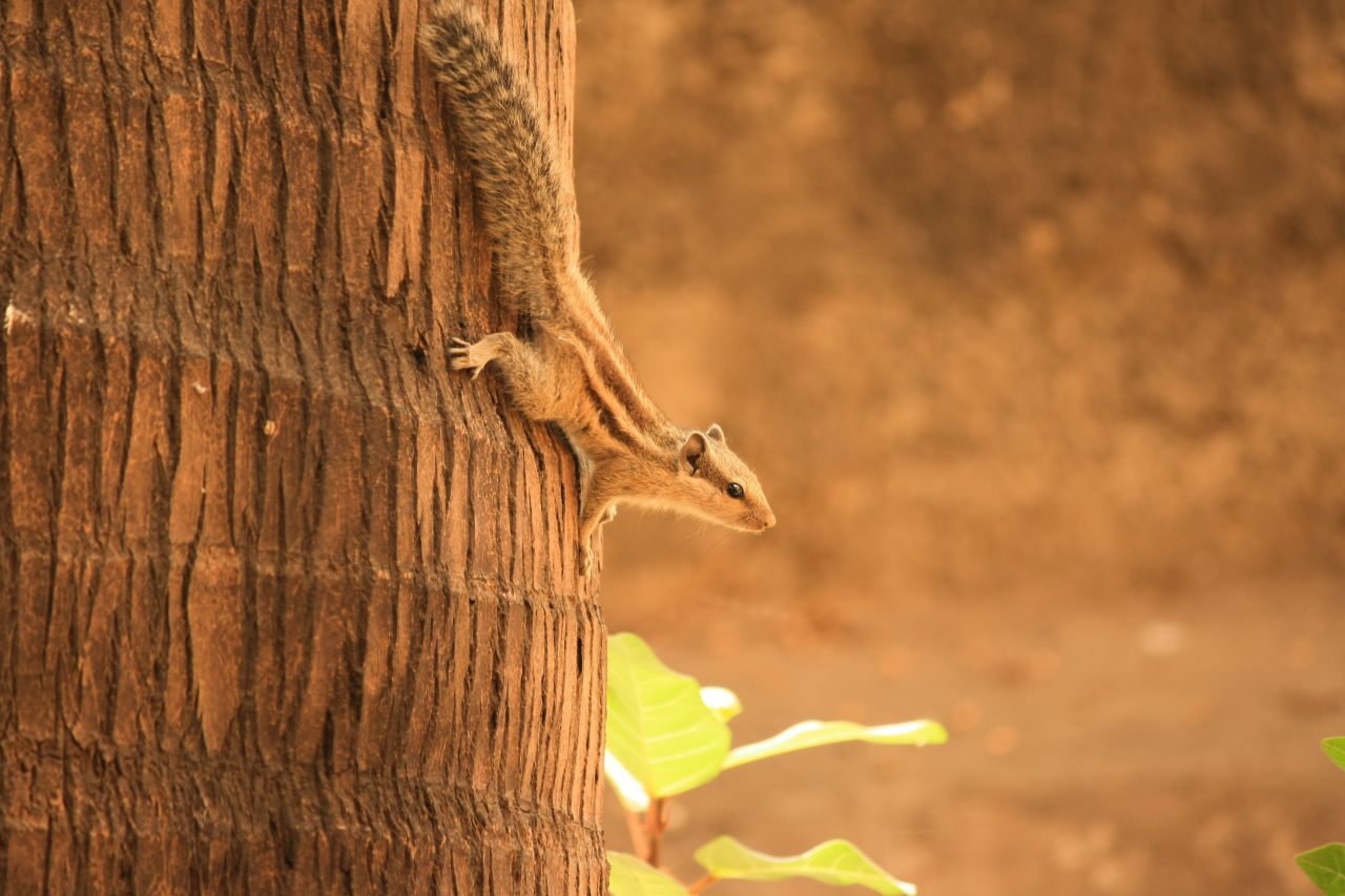 Squirrel Climbing Down Tree Stock Free