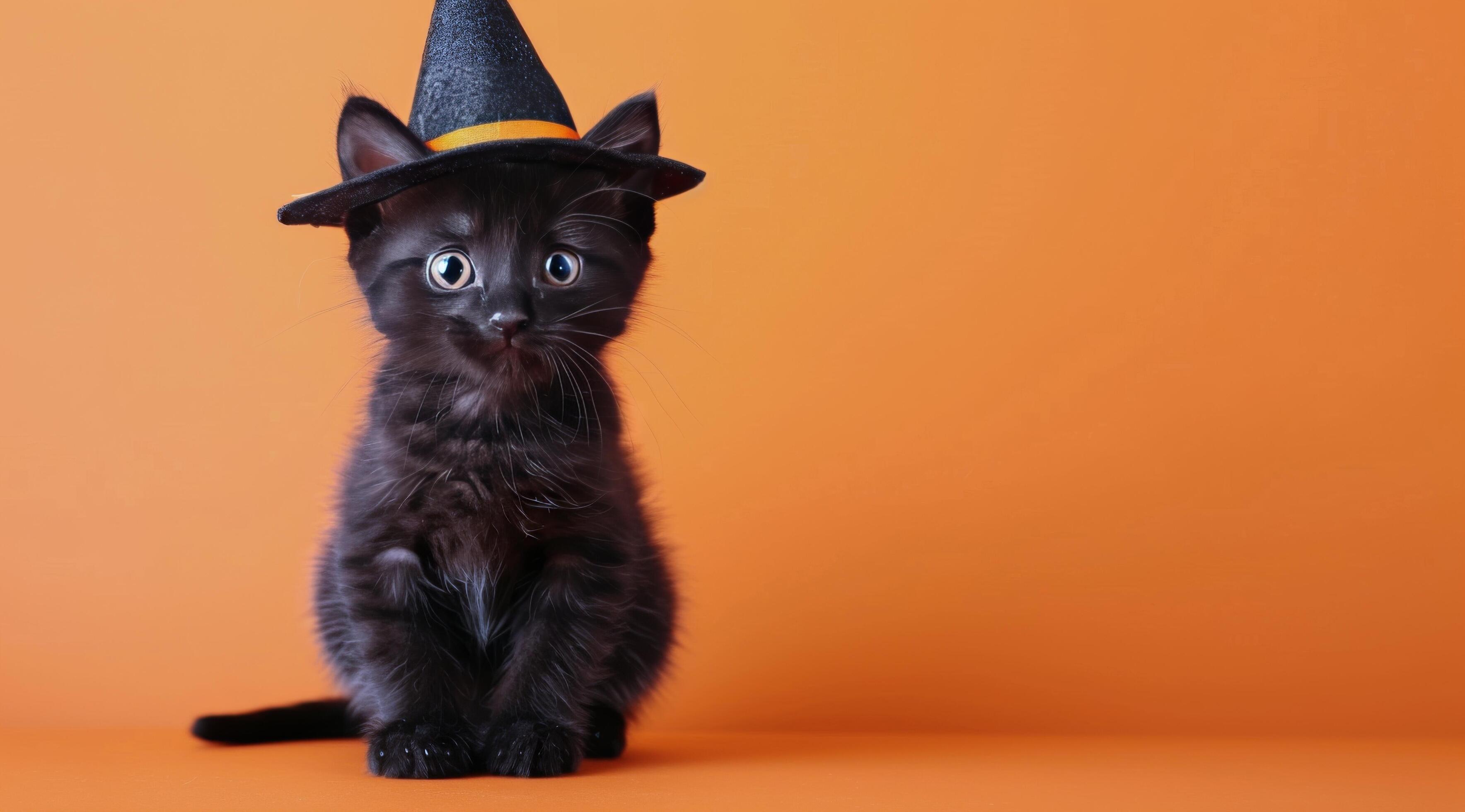 Black Cat Wearing Witch Hat Against Orange Background Stock Free