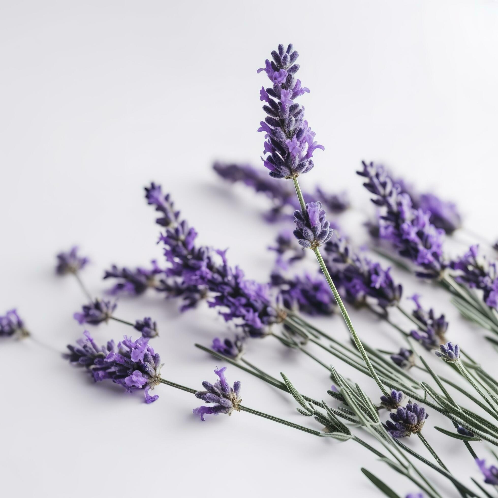 Beautiful lavender flowers on white background, generate ai Stock Free