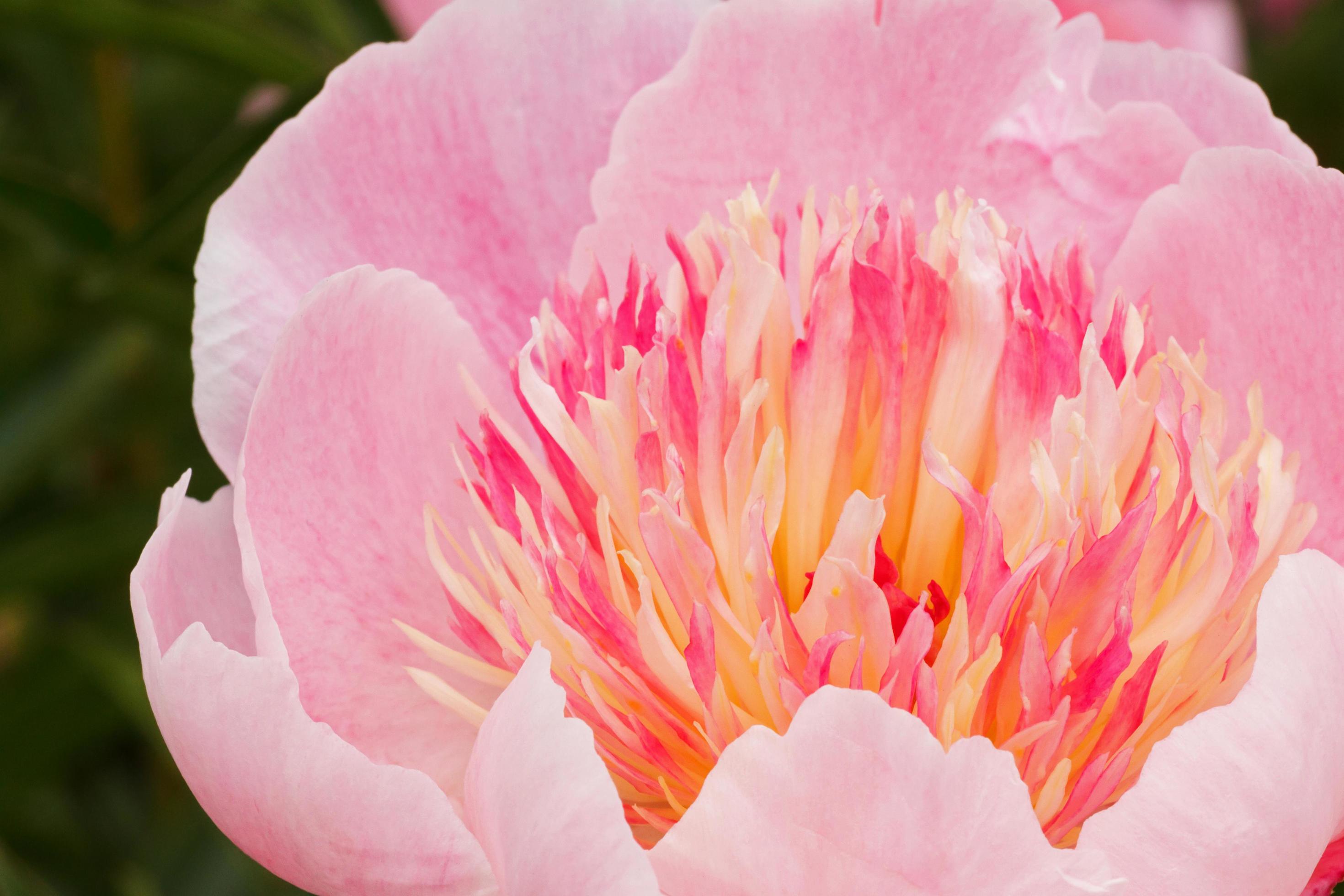 close up of pink peony flower Stock Free