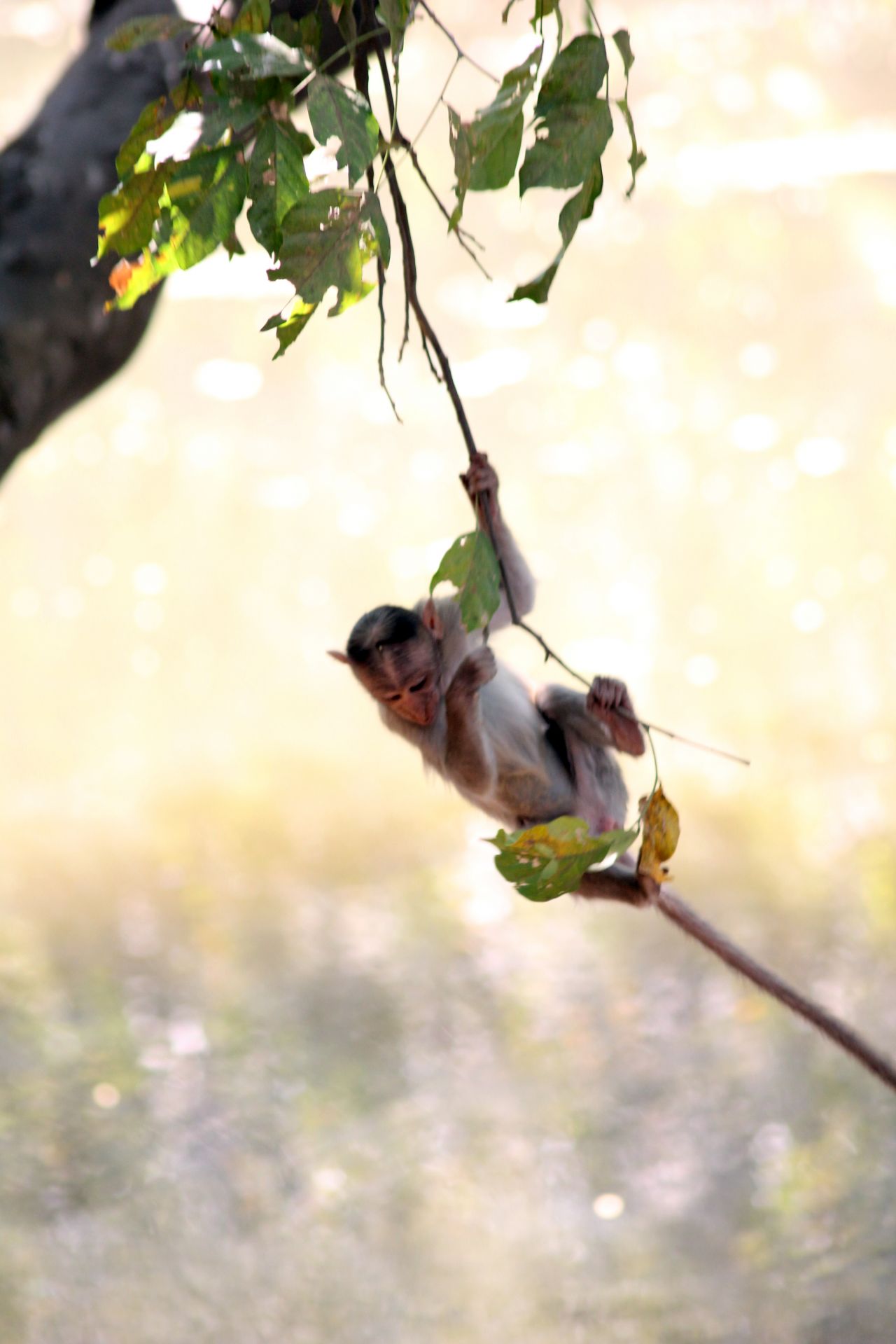 Monkey Hanging Branch Stock Free