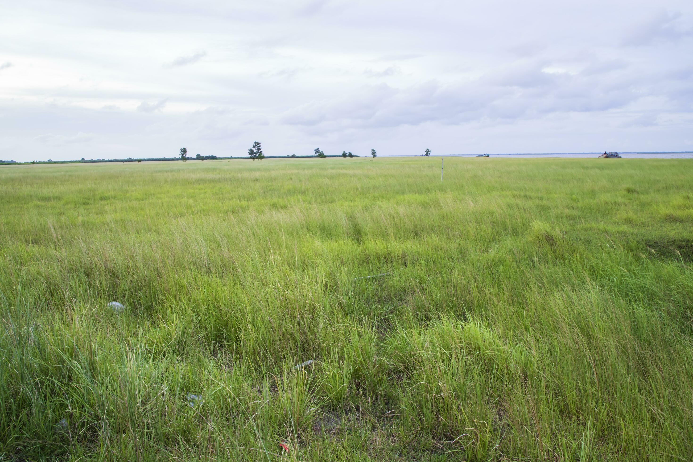 Natural Landscape view of green grass field with blue sky Stock Free