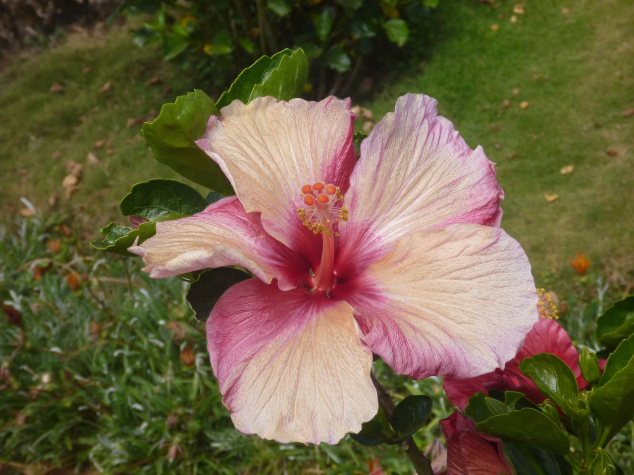 Hibiscus White Pink Stock Free