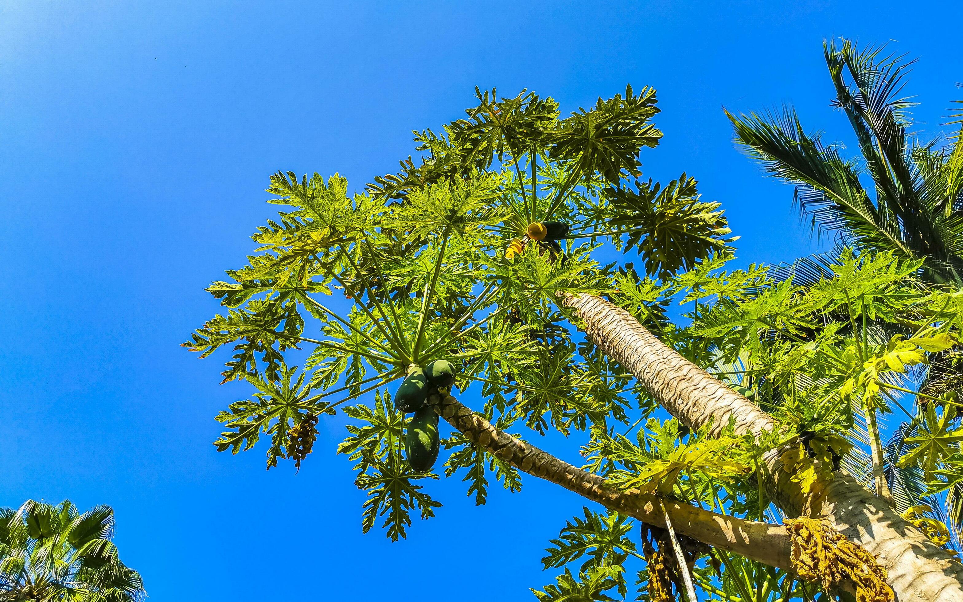 Beautiful papaya tree in tropical nature in Puerto Escondido Mexico. Stock Free