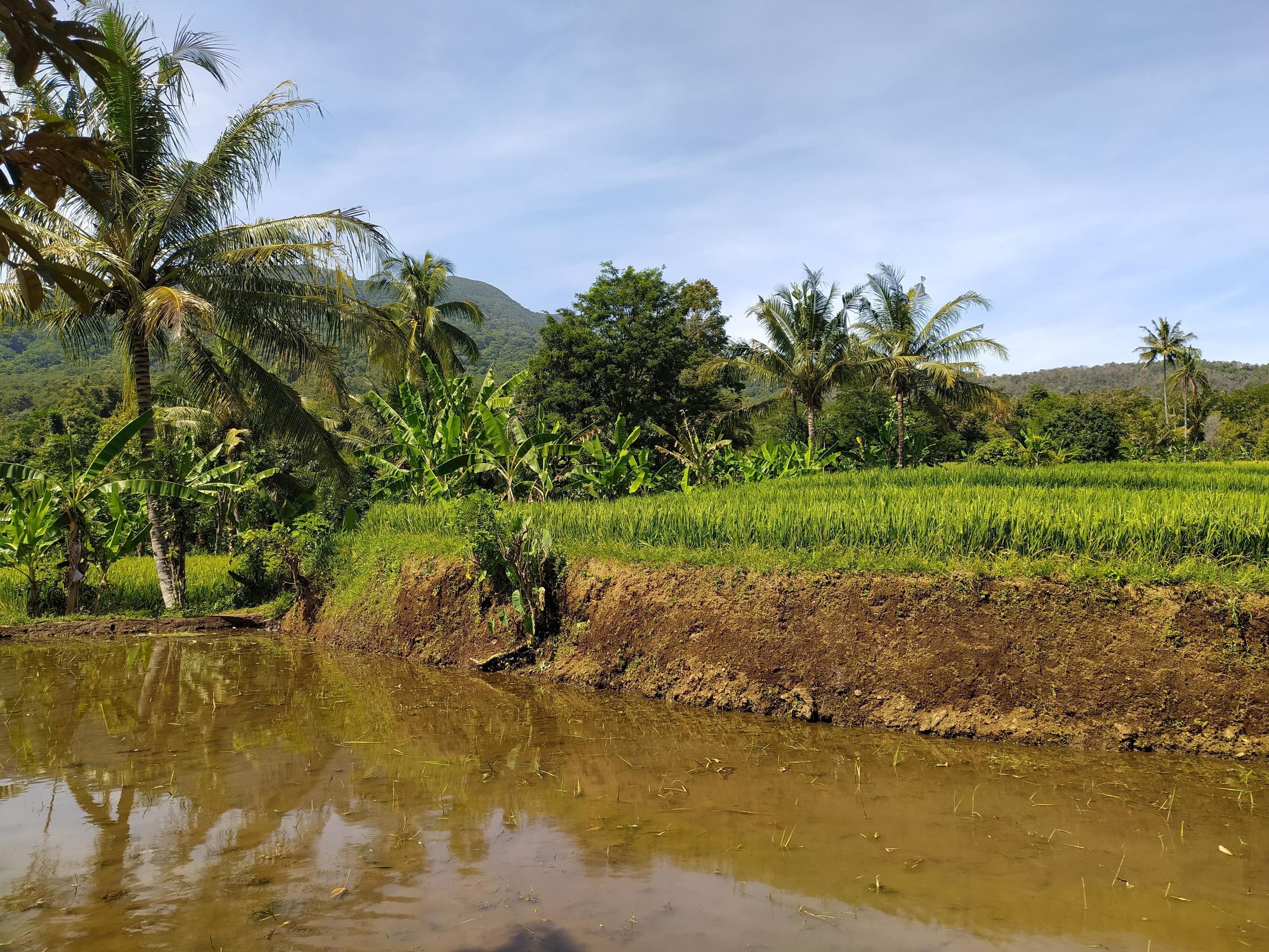 green ricefield beautiful nature lancscape Stock Free