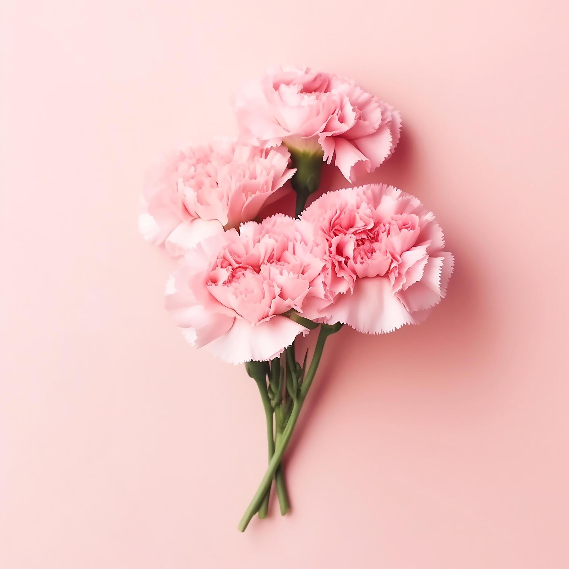 pink carnation flowers. Mother’s day, Valentine’s Day background concept. . Stock Free