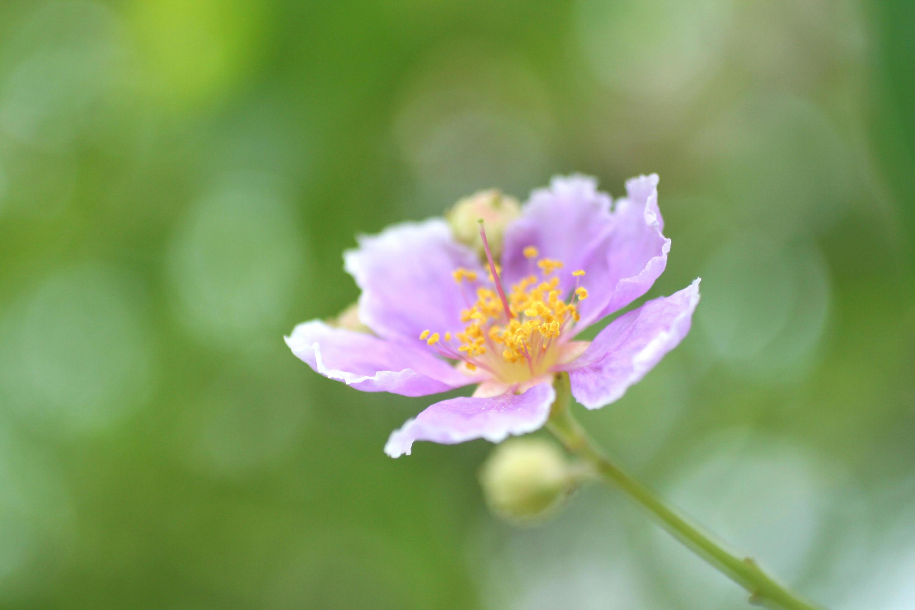 Beautiful flower in garden Stock Free