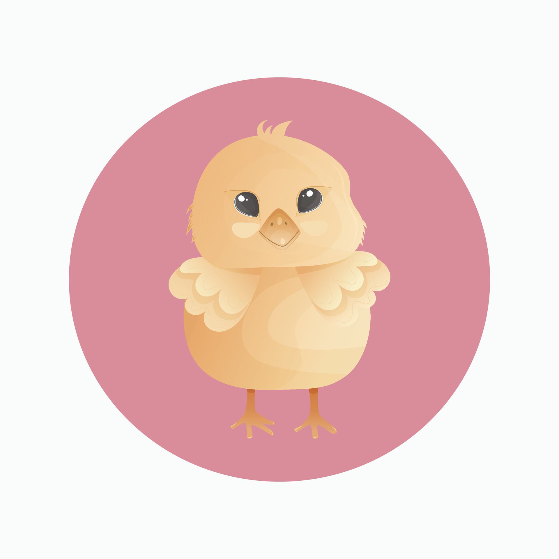 Cute Baby Chicken on white background. Illustration for poster, banner, gift cards. Free Vector