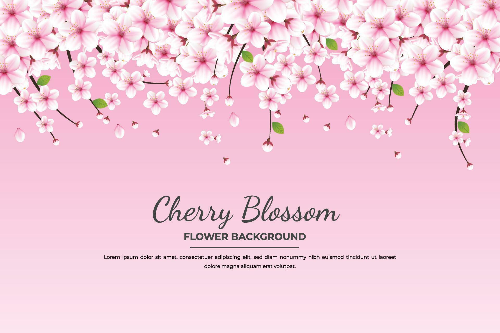 Realistic blooming cherry flowers and petals illustration,cherry blossom vector. pink sakura flower background. cherry blossom flower blooming vector Stock Free