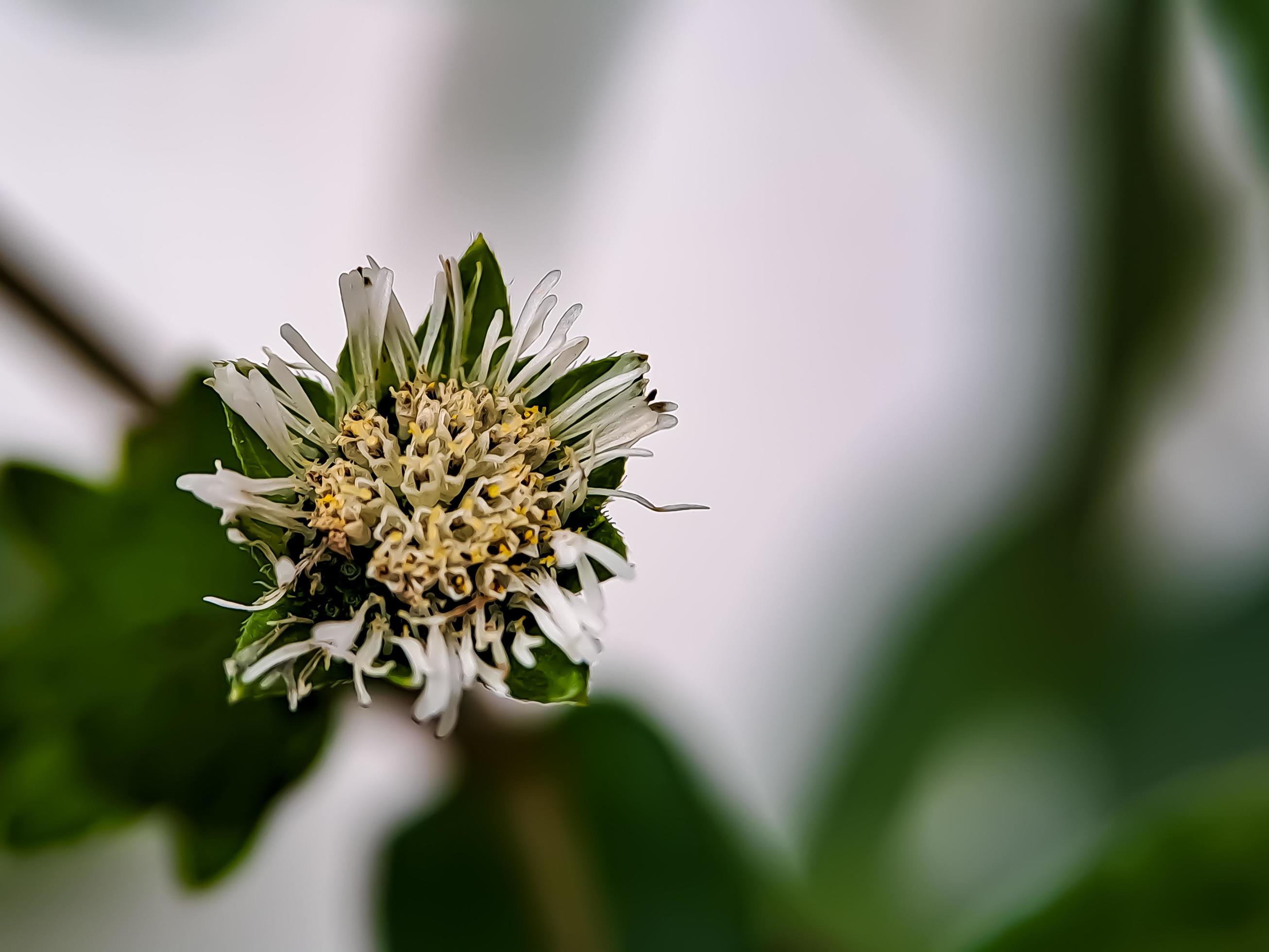 Macro false daisy, yerba de tago, Karisalankanni, and bhringraj, is a species of plant in the sunflower family Stock Free